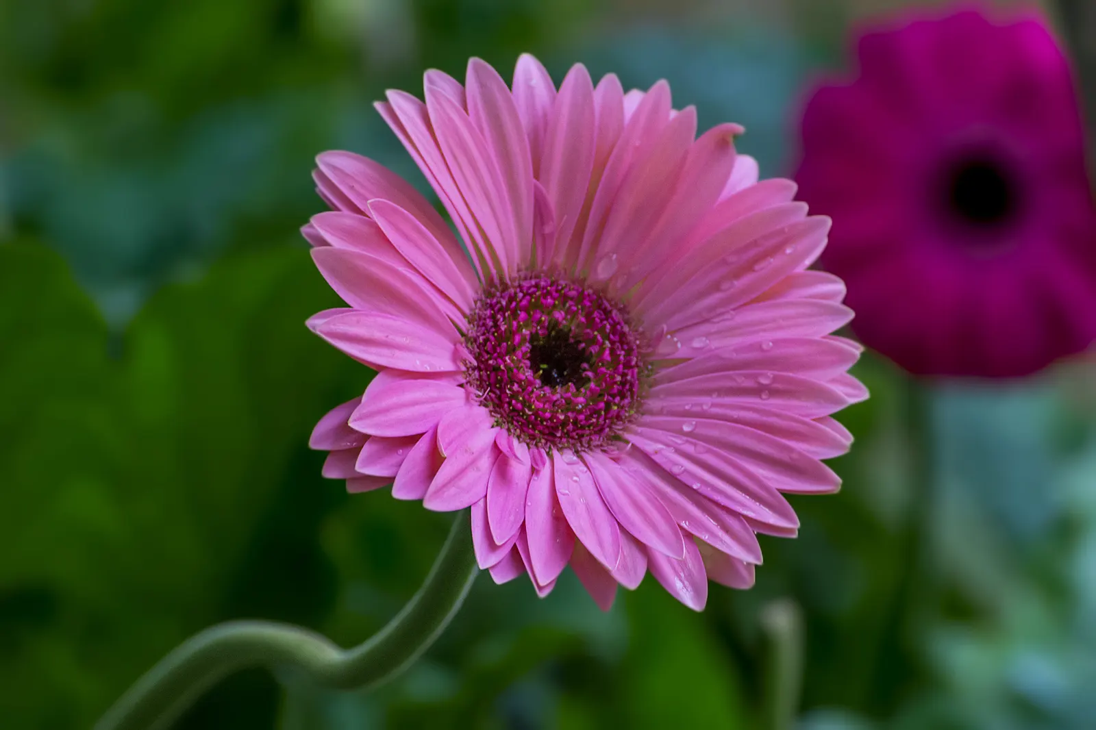 Gerbera,Transvaal Daisy (Gerbera Jamesonii) — Blooming from early summer through fall; spanning up to 5 inches in diameter
