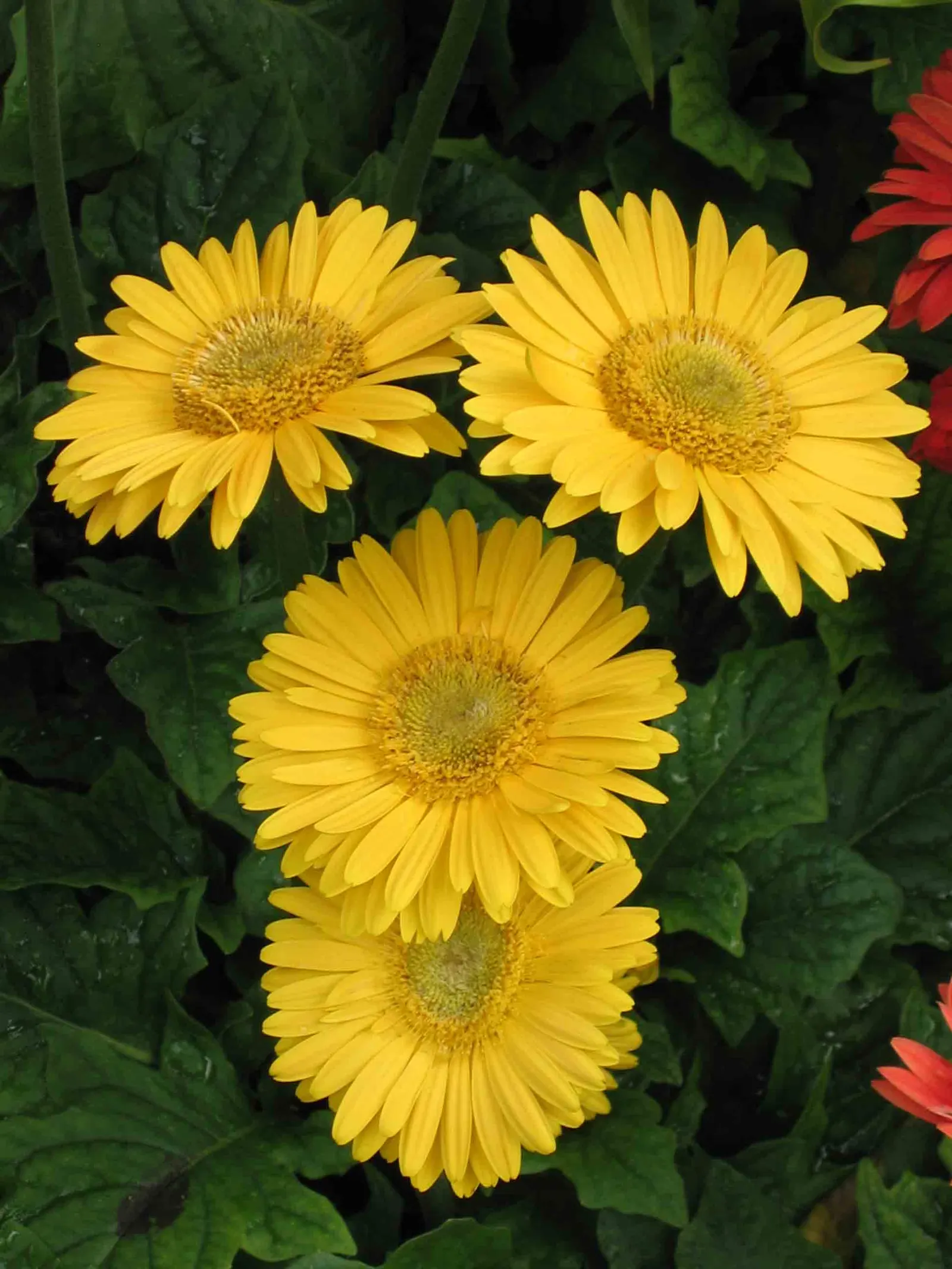 Gerbera,Transvaal Daisy (Gerbera Jamesonii) — Amending the soil with organic compost will increase fertility and boost floral performance