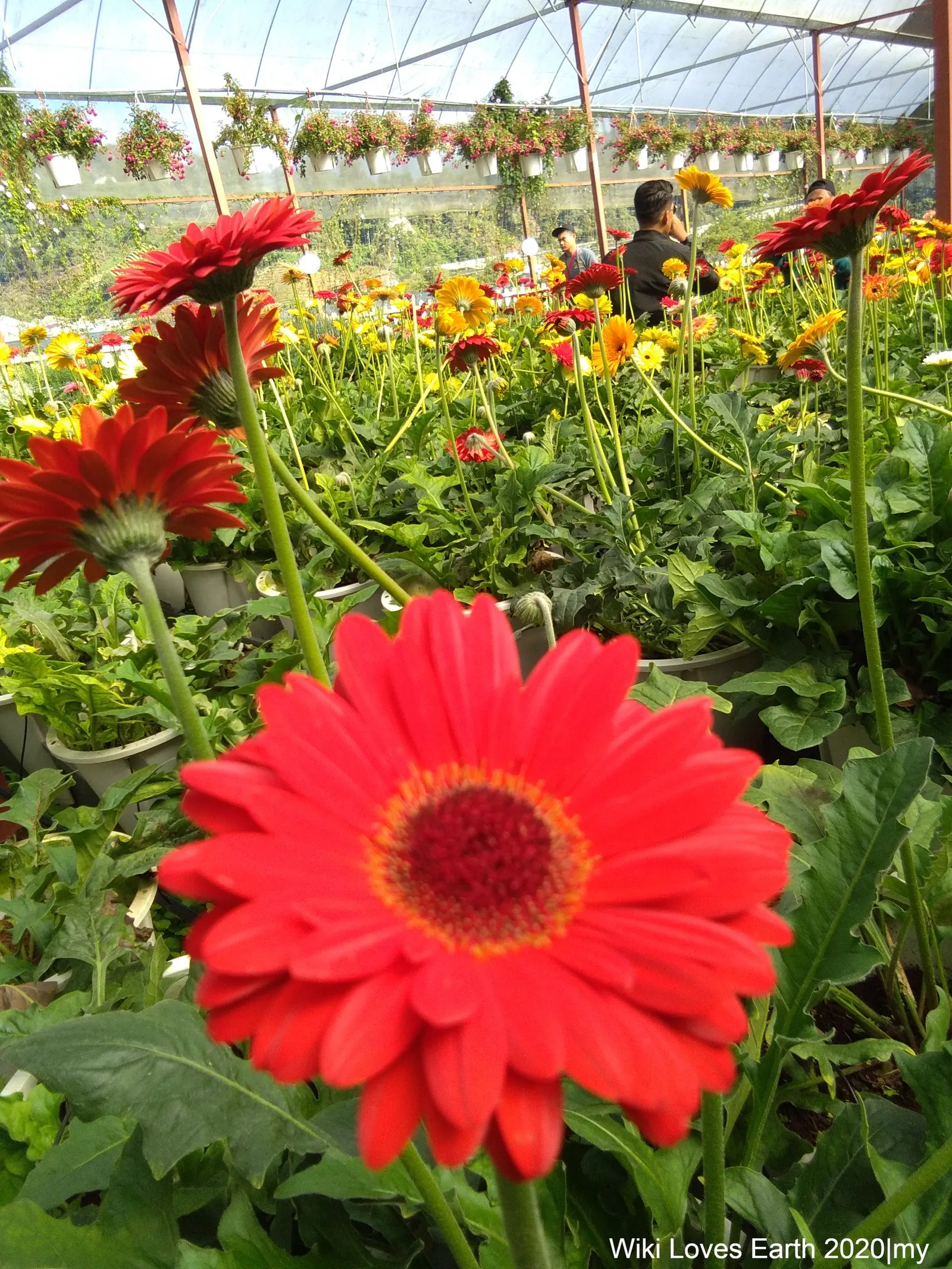 Gerbera,Transvaal Daisy (Gerbera Jamesonii) — It features an array of color options, from white to deep red; red flowers in the garden, image 43