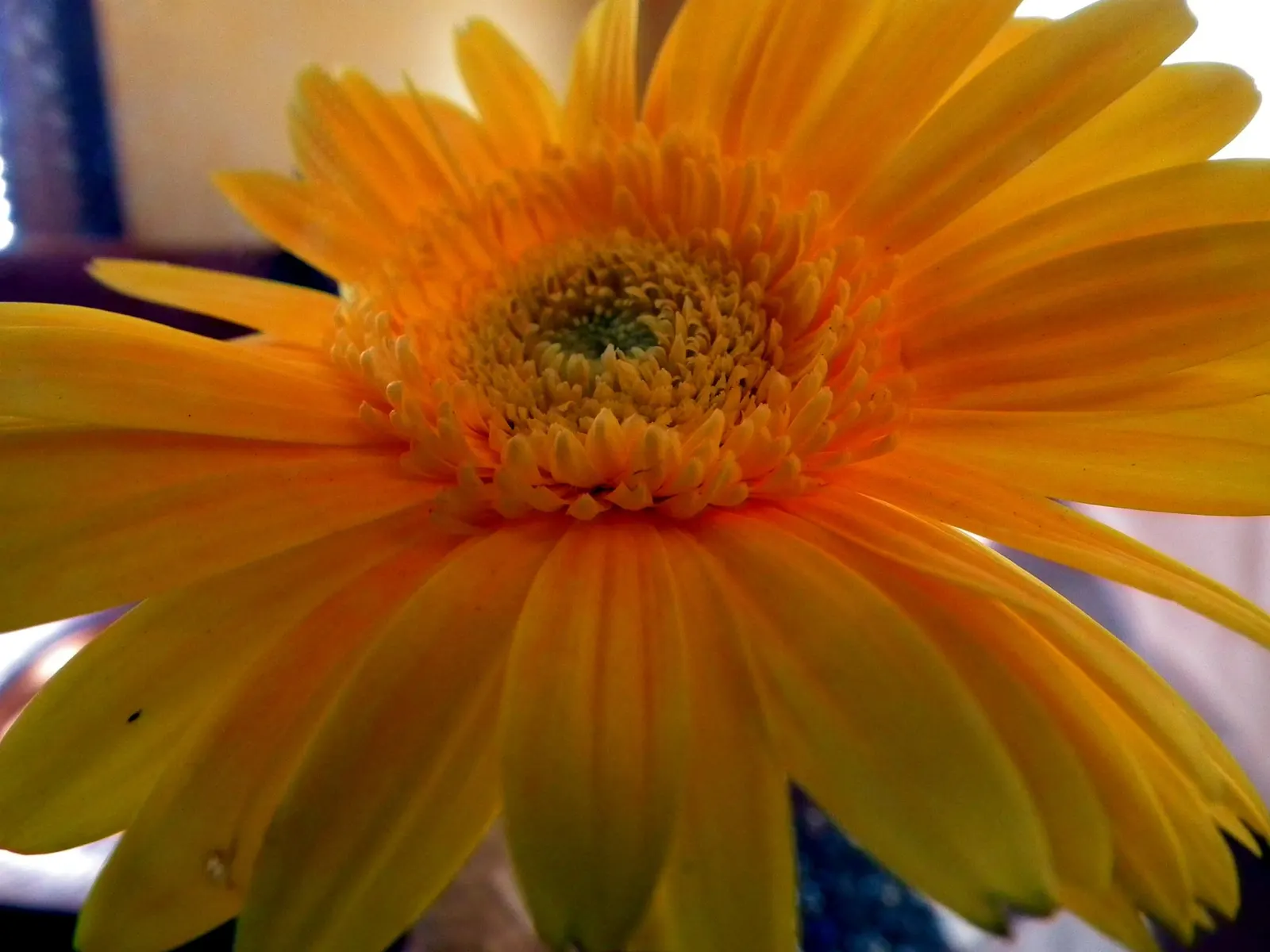 Gerbera,Transvaal Daisy (Gerbera Jamesonii) — It features an array of color options, from white to deep red; red flowers in the garden, image 63