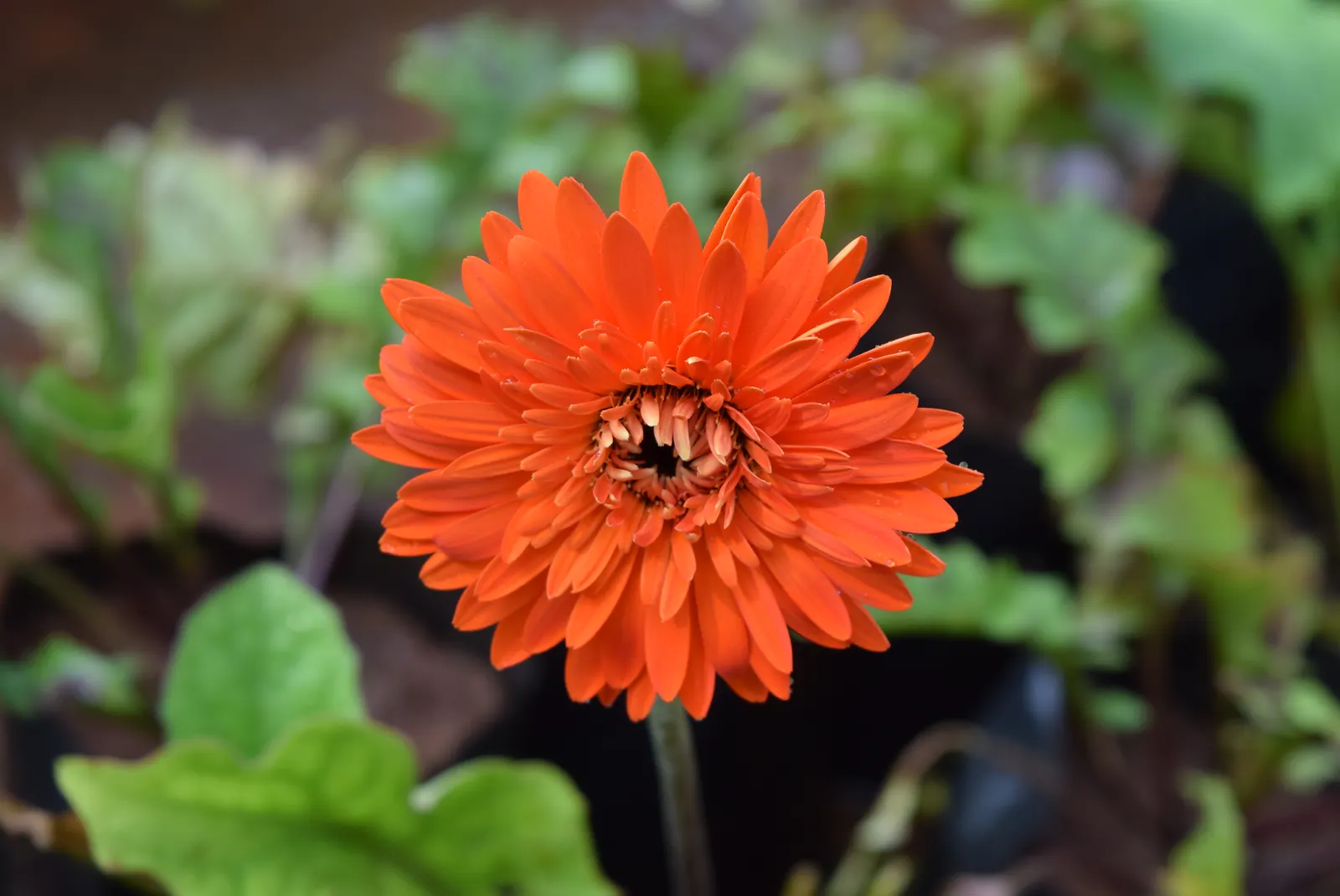 Gerbera,Transvaal Daisy (Gerbera Jamesonii) — finding its way into diverse garden designs; showy blooms and impressive color range