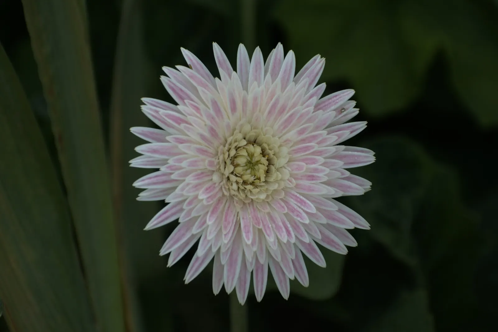 Gerbera,Transvaal Daisy (Gerbera Jamesonii) — this stunning plant has captivated garden enthusiasts worldwide; perennial for full or half, image 69
