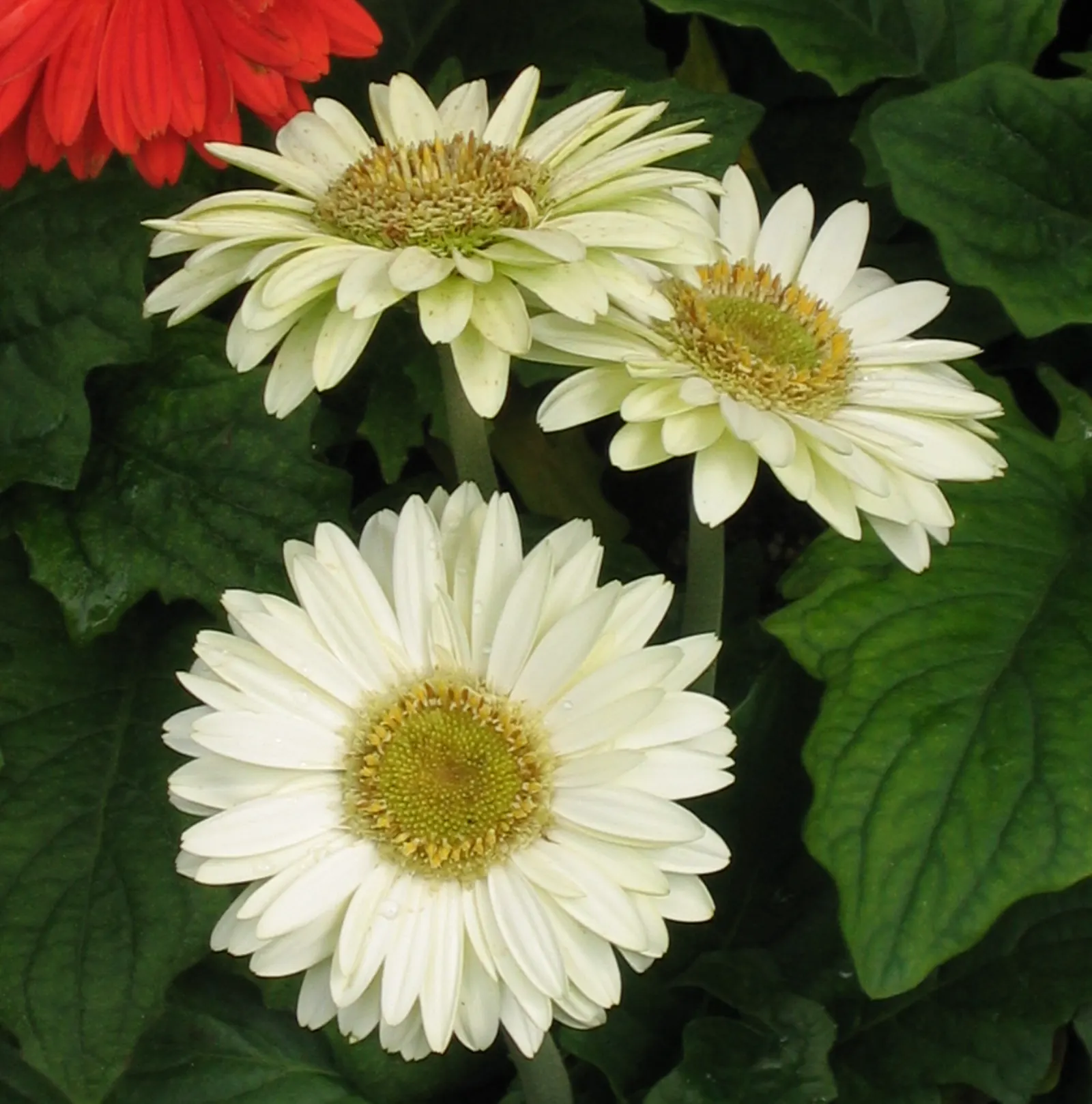 Gerbera,Transvaal Daisy (Gerbera Jamesonii) — spanning 2 to 5 inches in diameter