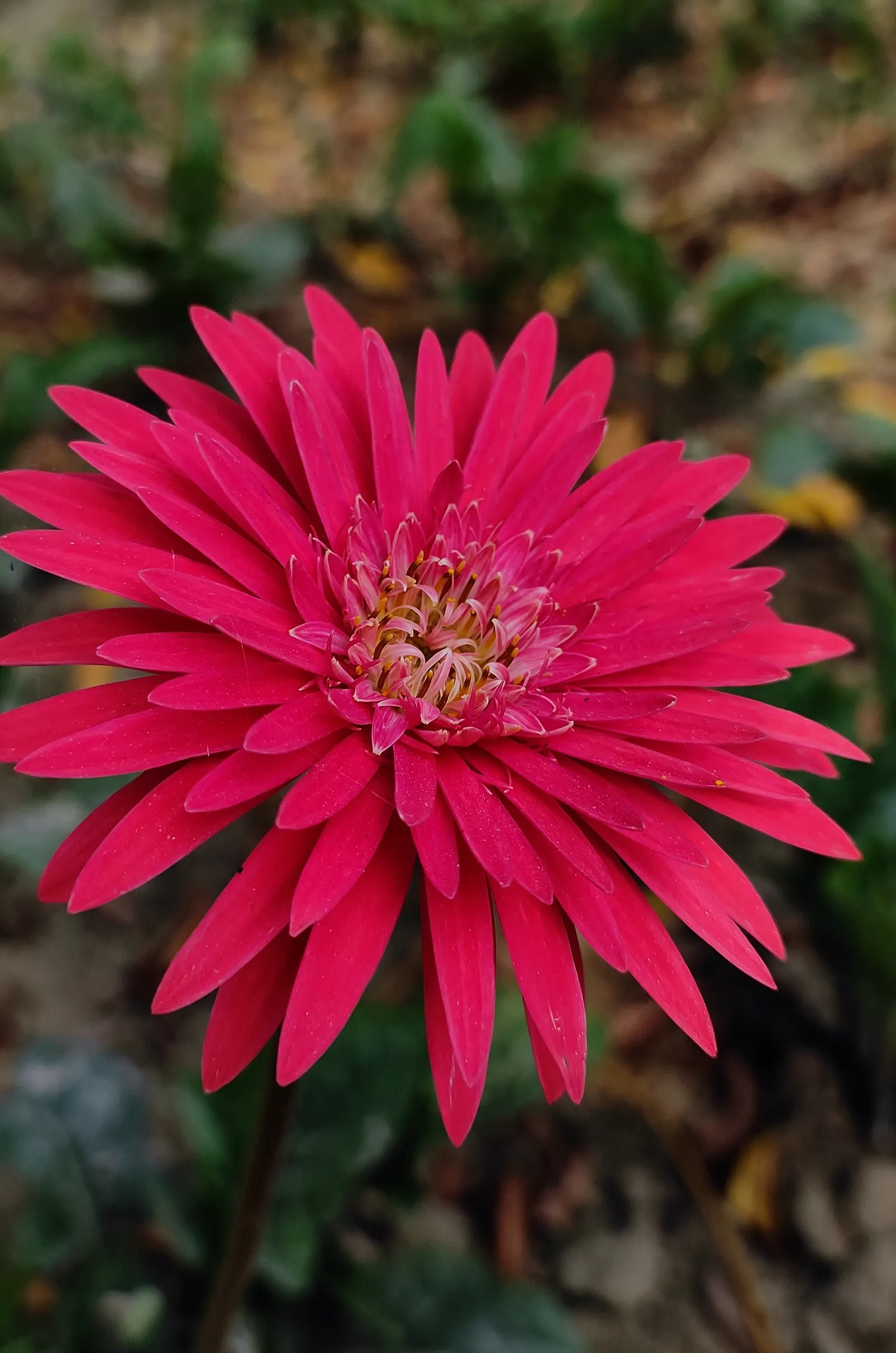 Gerbera,Transvaal Daisy (Gerbera Jamesonii) — This perennial favours full sun and well-drained soil, reaching heights of 10-18 inches with a, image 44