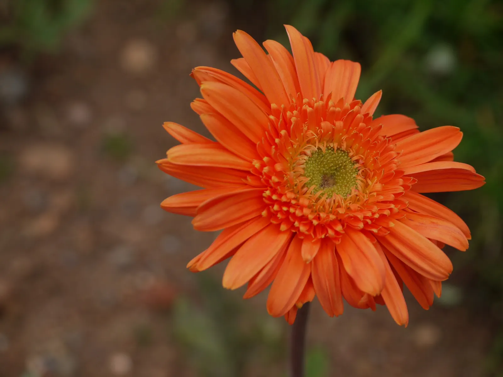Gerbera,Transvaal Daisy (Gerbera Jamesonii) — spanning 2 to 5 inches in diameter; this stunning plant has captivated garden enthusiasts worldwide, image 56