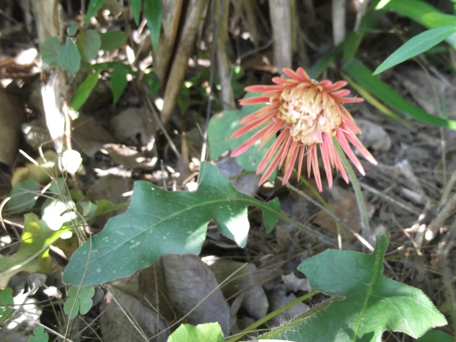 Gerbera,Transvaal Daisy (Gerbera Jamesonii) — Its foliage is rich and lush; hailing from South Africa, image 53