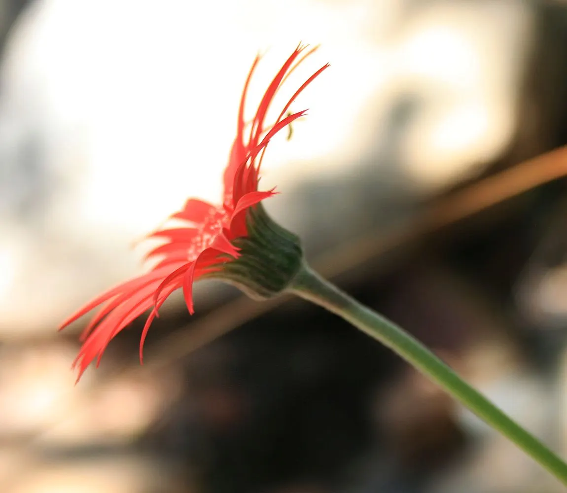 Gerbera,Transvaal Daisy (Gerbera Jamesonii) — red flowers in the garden