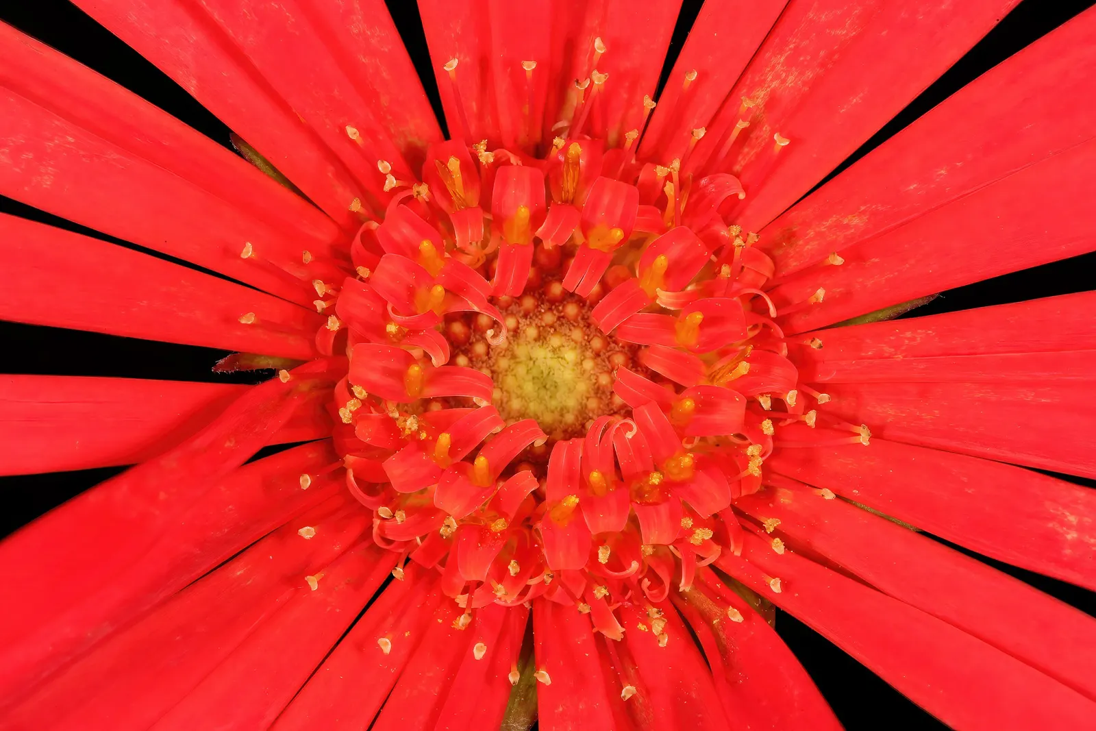 Gerbera,Transvaal Daisy (Gerbera Jamesonii) — the Gerbera jamesonii can be tailored to suit any color scheme within your landscape design; spanning 2 to 5
