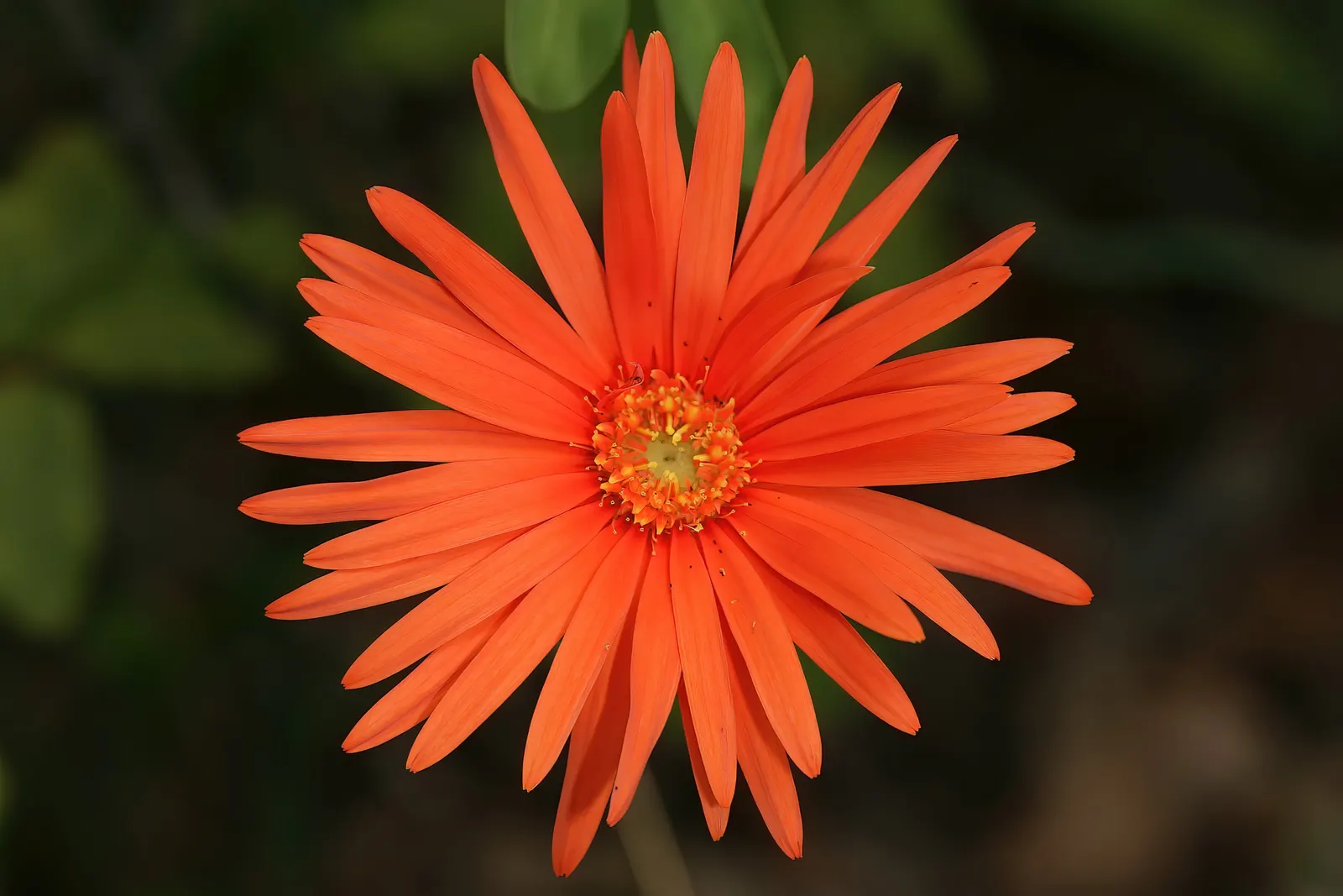 Gerbera,Transvaal Daisy (Gerbera Jamesonii) — Amending the soil with organic compost will increase fertility and boost floral performance; blooming from early