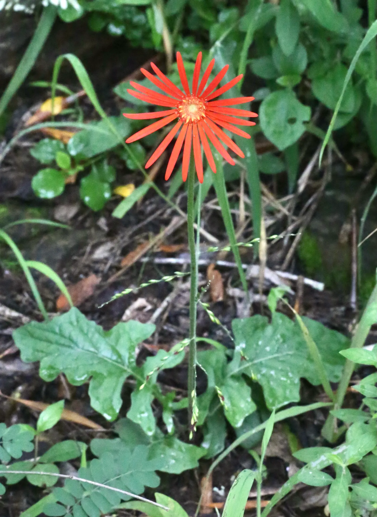 Gerbera,Transvaal Daisy (Gerbera Jamesonii) — perennial for full or half; the Gerbera jamesonii can be tailored to suit any color scheme within, image 60