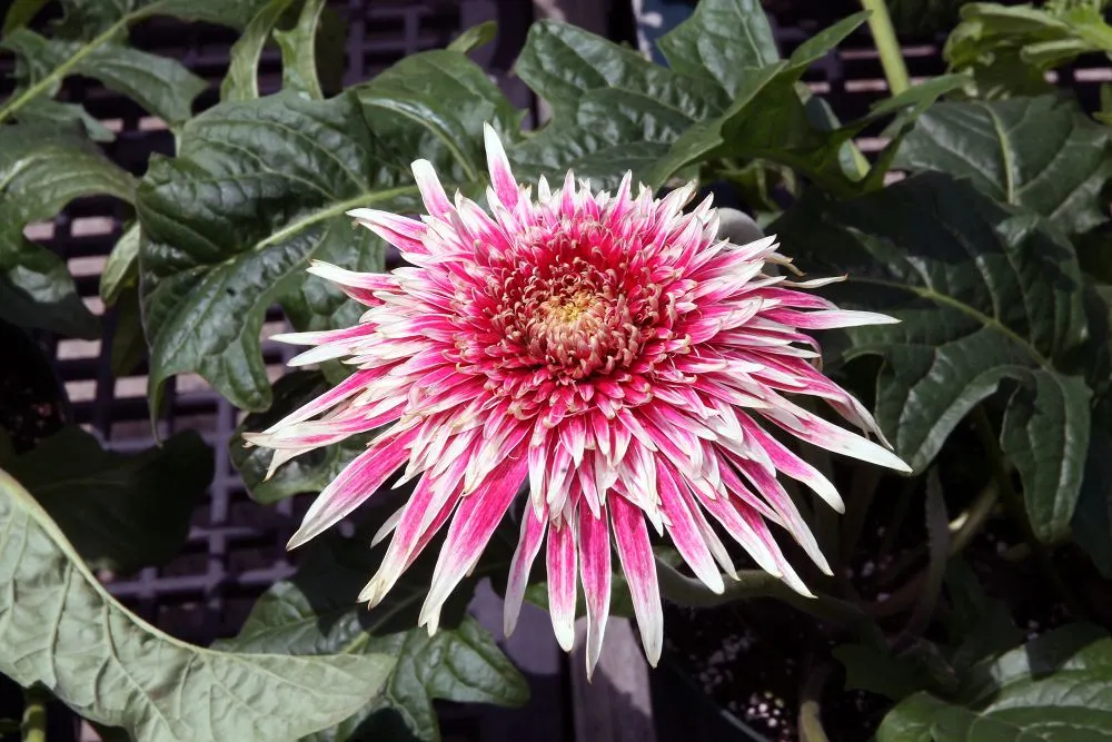 Gerbera,Transvaal Daisy (Gerbera Jamesonii) — spanning 2 to 5 inches in diameter; this stunning plant has captivated garden enthusiasts worldwide