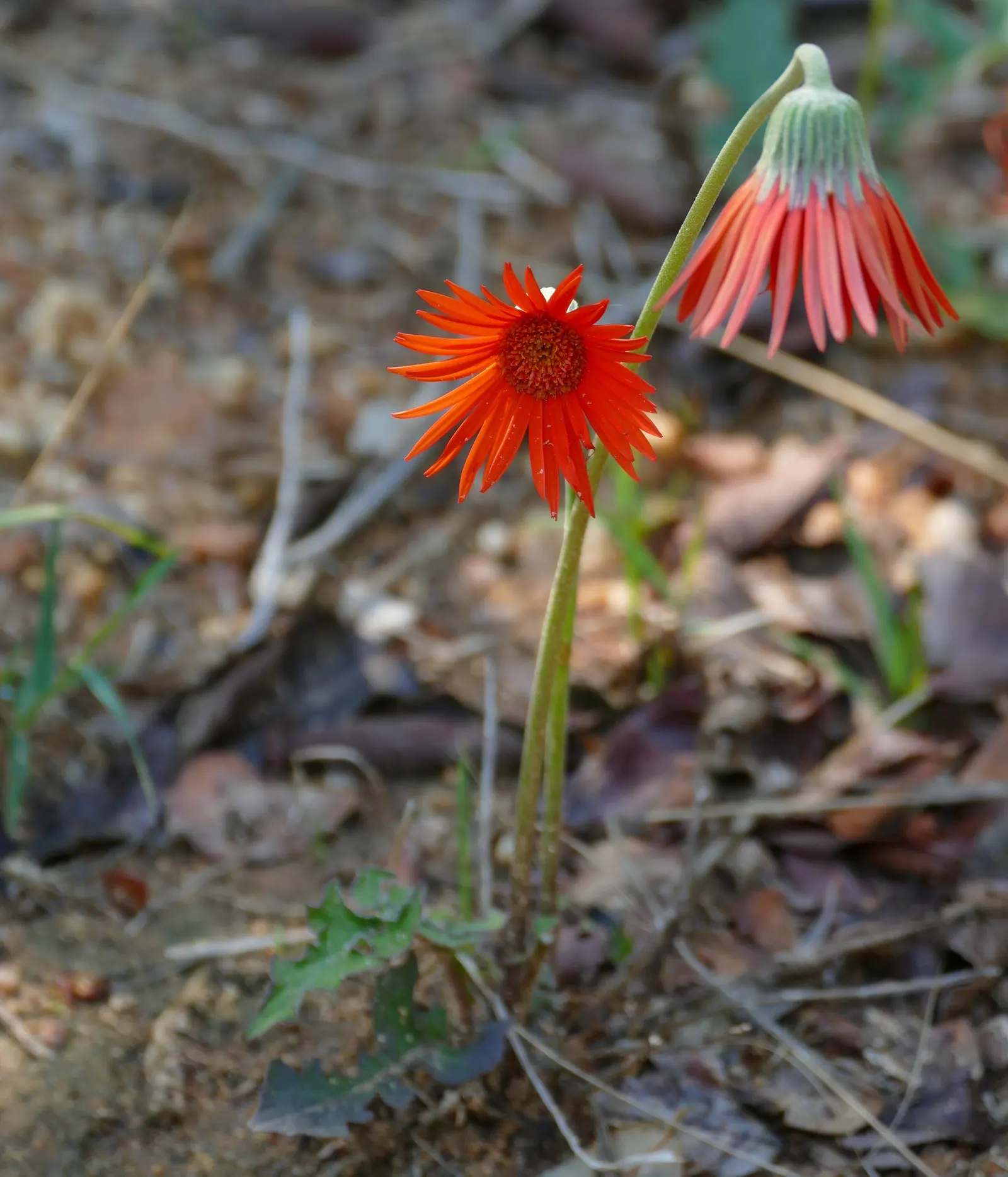 Gerbera,Transvaal Daisy (Gerbera Jamesonii) — spanning up to 5 inches in diameter