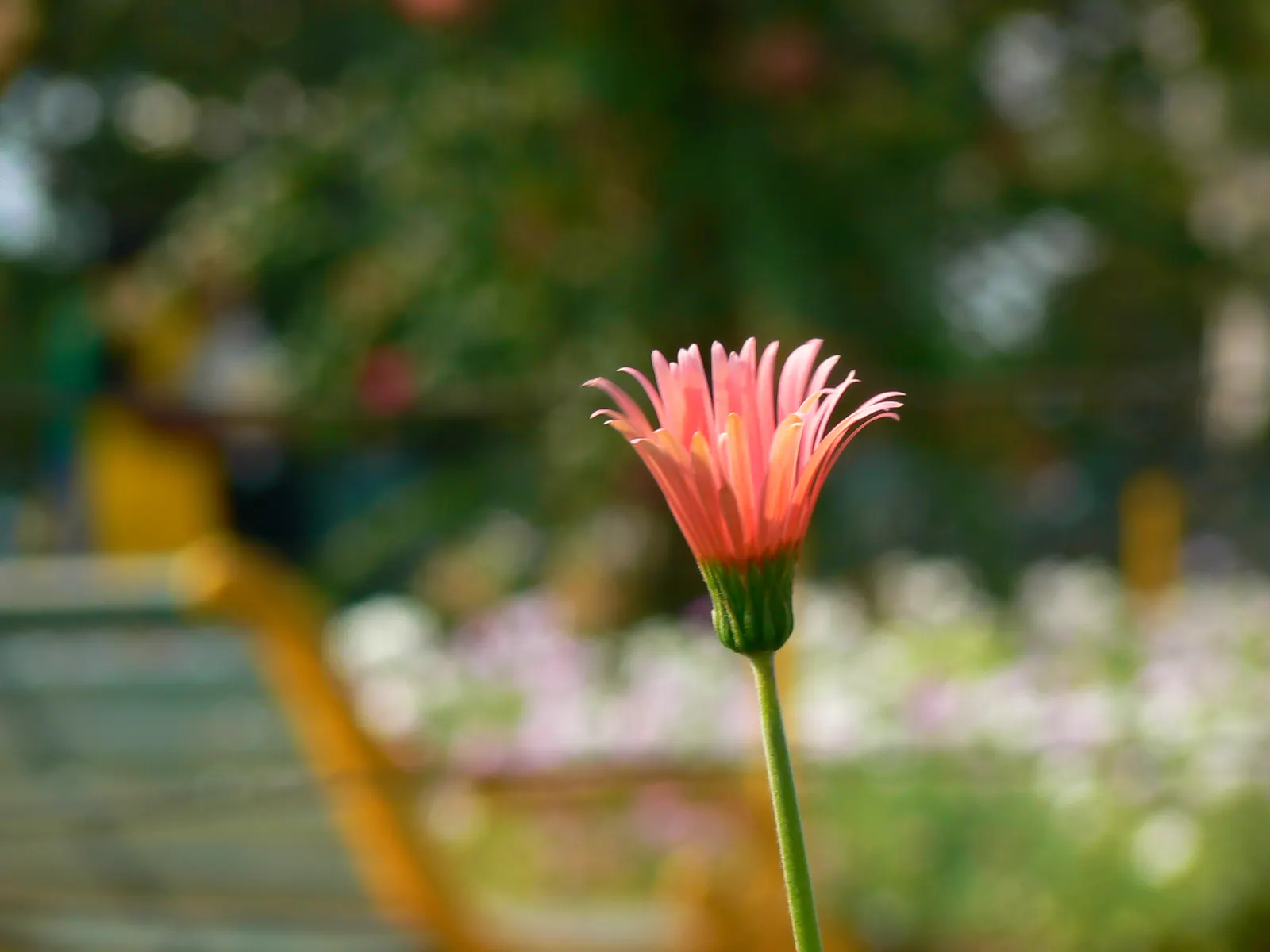 Gerbera,Transvaal Daisy (Gerbera Jamesonii) — showy blooms and impressive color range