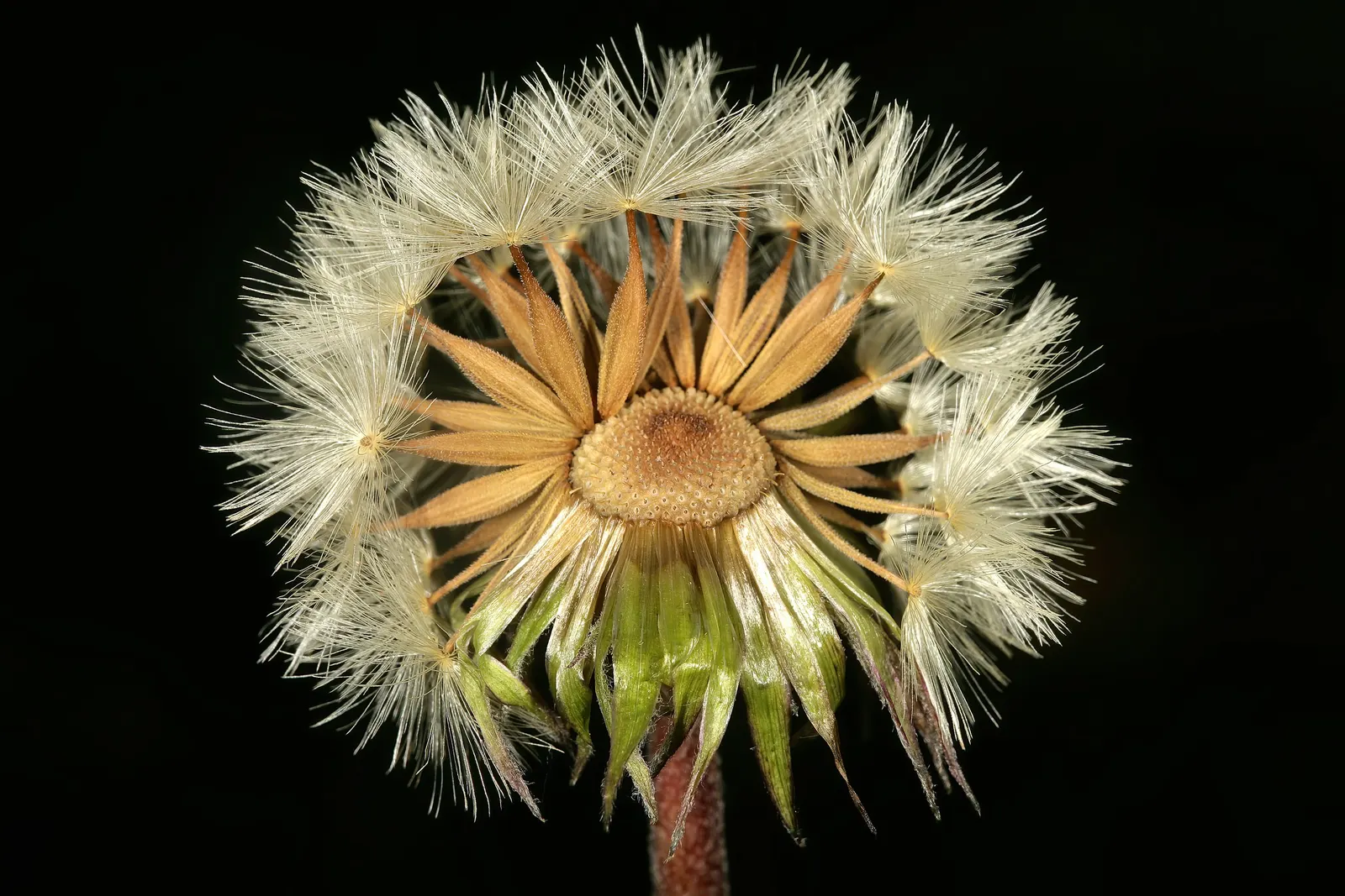 Gerbera,Transvaal Daisy (Gerbera Jamesonii) — spanning up to 5 inches in diameter; the Gerbera lends itself to striking borders, image 62