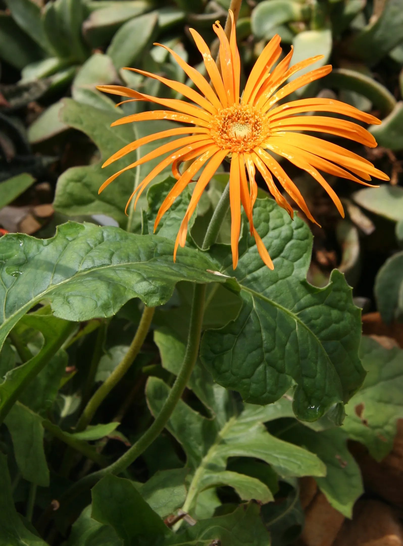 Gerbera,Transvaal Daisy (Gerbera Jamesonii) — this stunning plant has captivated garden enthusiasts worldwide