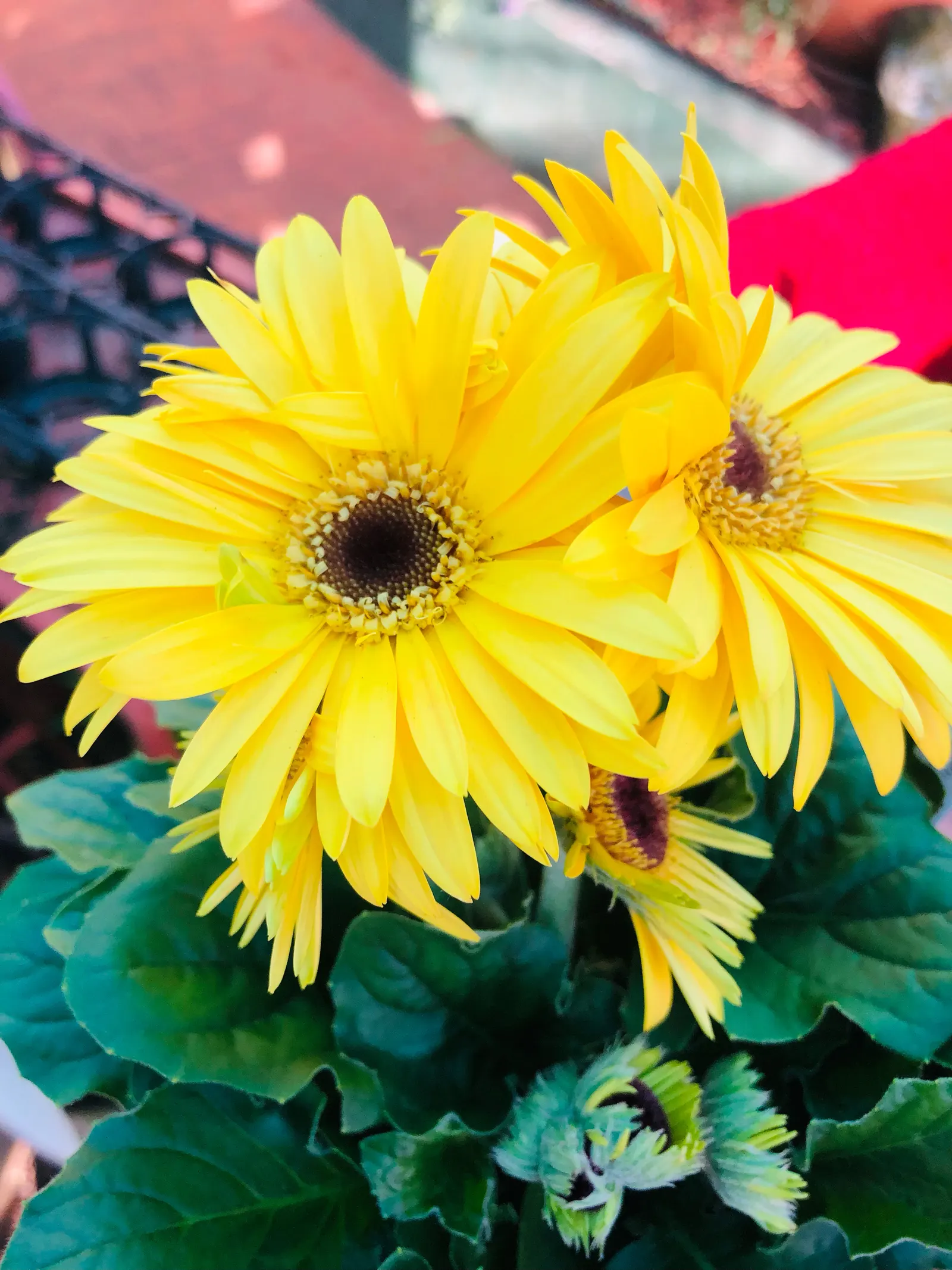 Gerbera,Transvaal Daisy (Gerbera Jamesonii) — the Gerbera jamesonii can be tailored to suit any color scheme within your landscape design; spanning, image 57