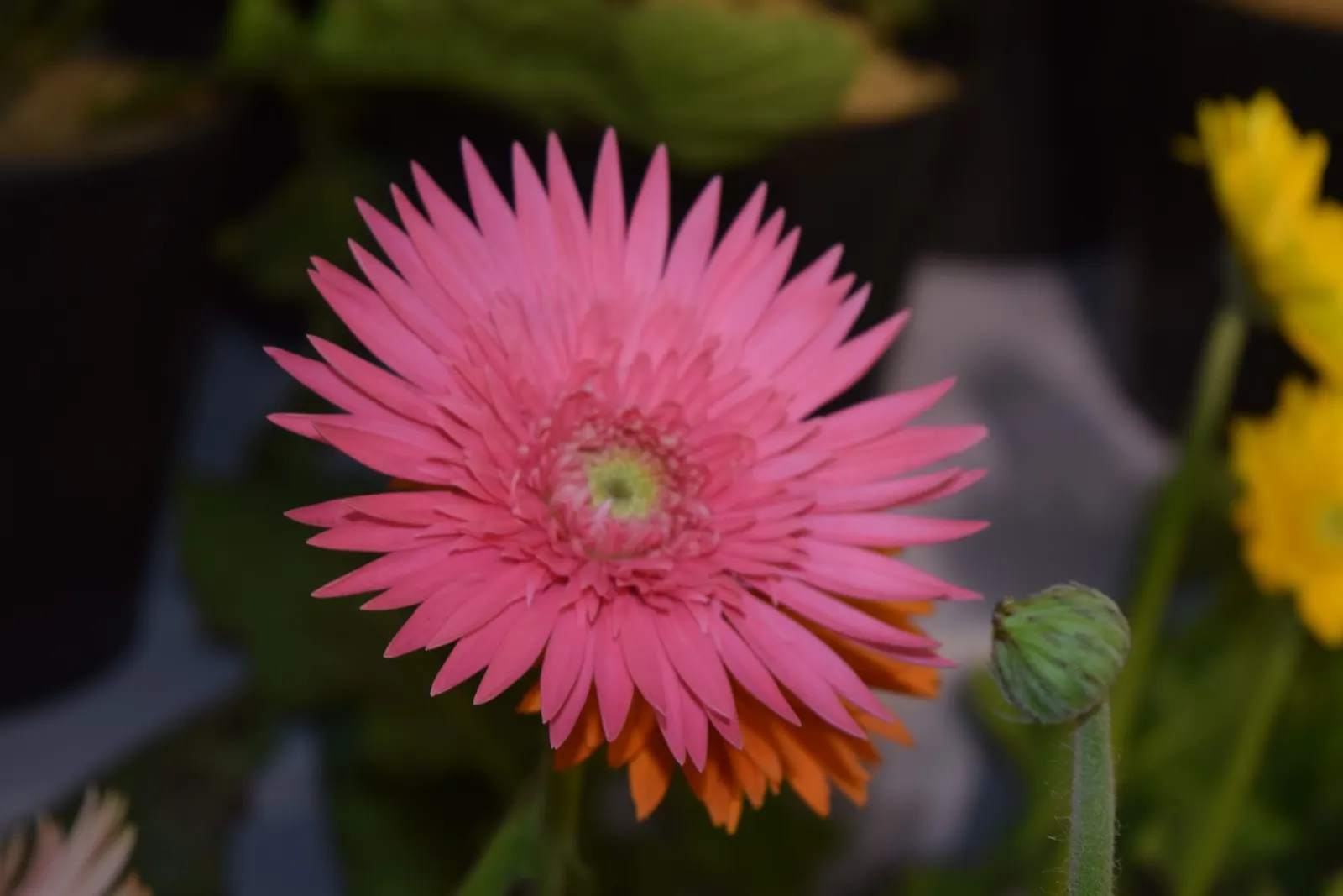 Gerbera,Transvaal Daisy (Gerbera Jamesonii) — Blooming from early summer through fall