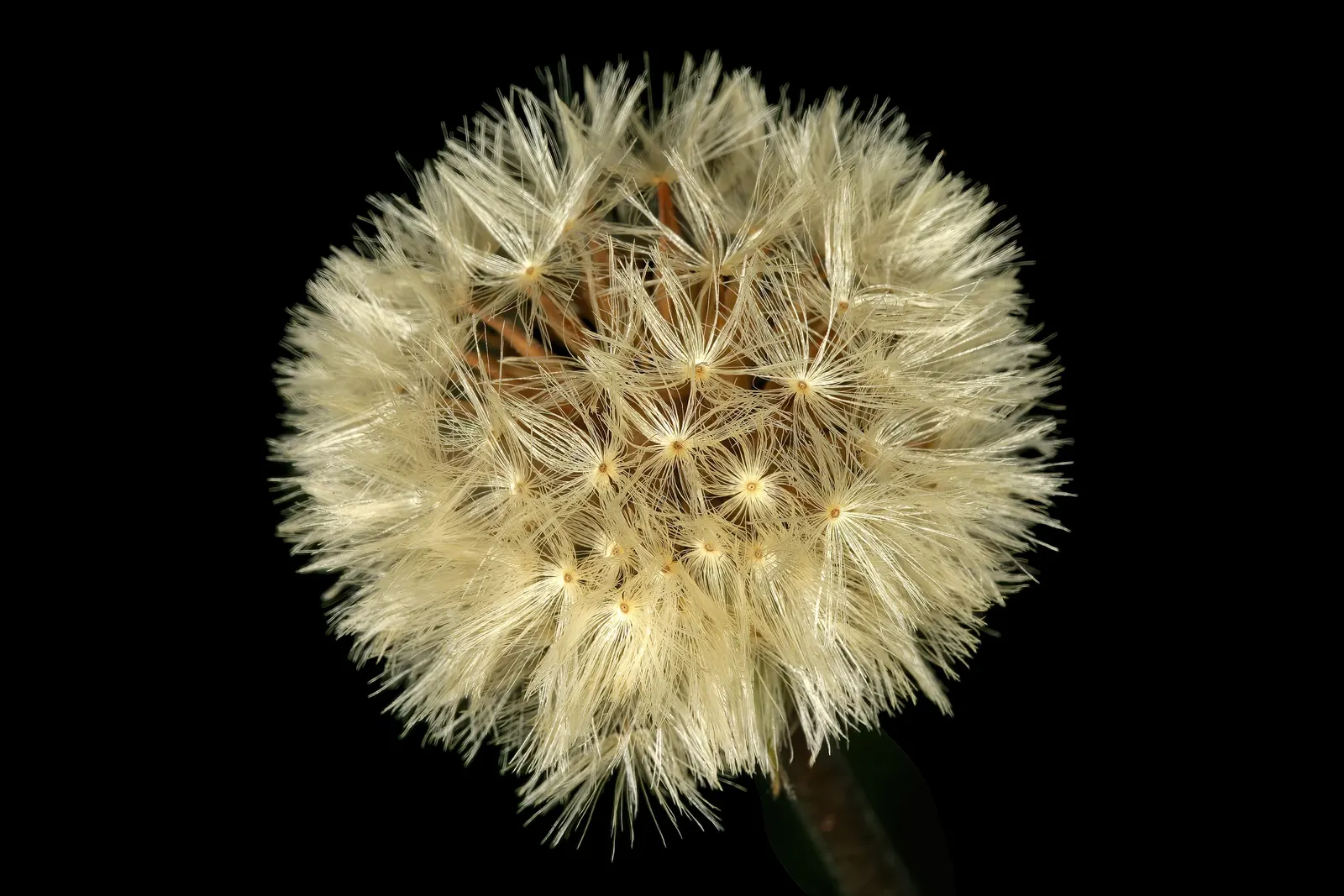 Gerbera,Transvaal Daisy (Gerbera Jamesonii) — Hailing from South Africa; its foliage is rich and lush, image 68