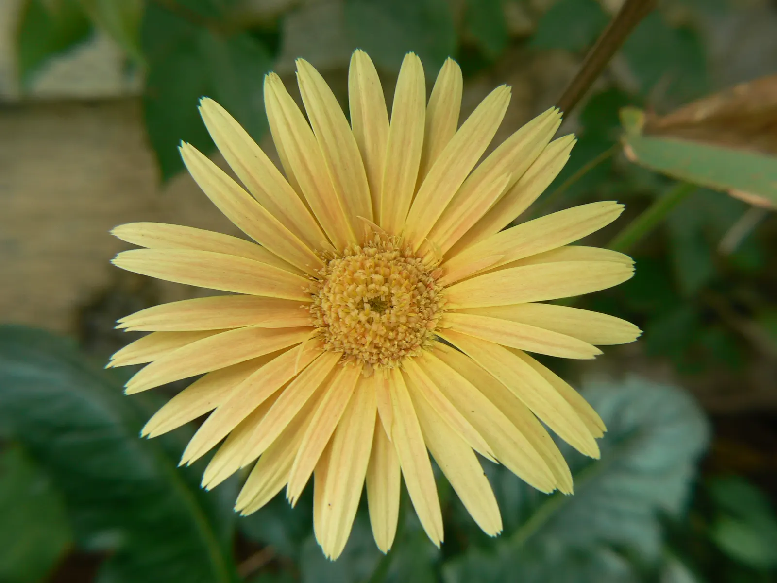 Gerbera,Transvaal Daisy (Gerbera Jamesonii) — commonly known as the Transvaal Daisy or Gerbera Daisy; perennial with red blooms, image 46