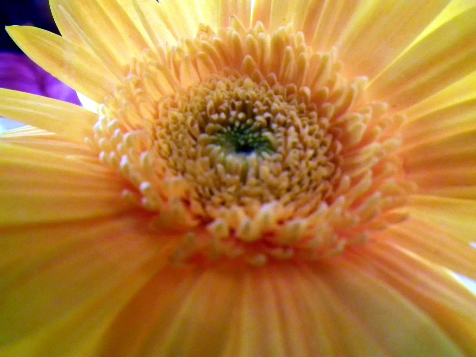Gerbera,Transvaal Daisy (Gerbera Jamesonii) — spanning up to 5 inches in diameter; the Gerbera lends itself to striking borders
