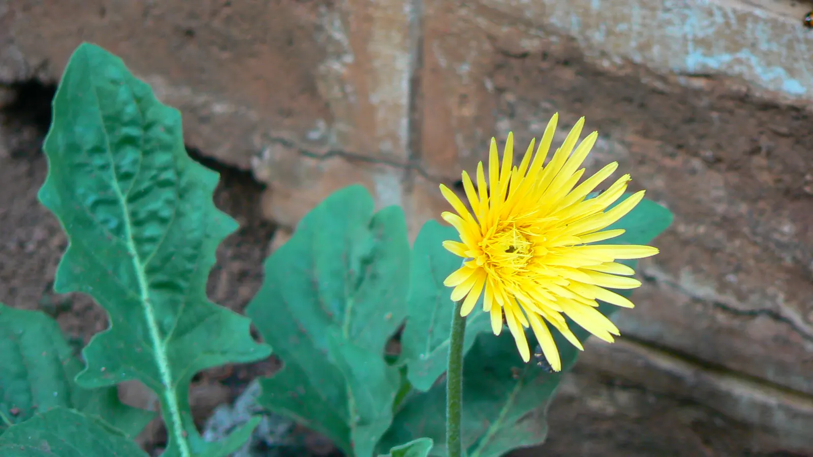 Gerbera,Transvaal Daisy (Gerbera Jamesonii) — Hailing from South Africa; its foliage is rich and lush
