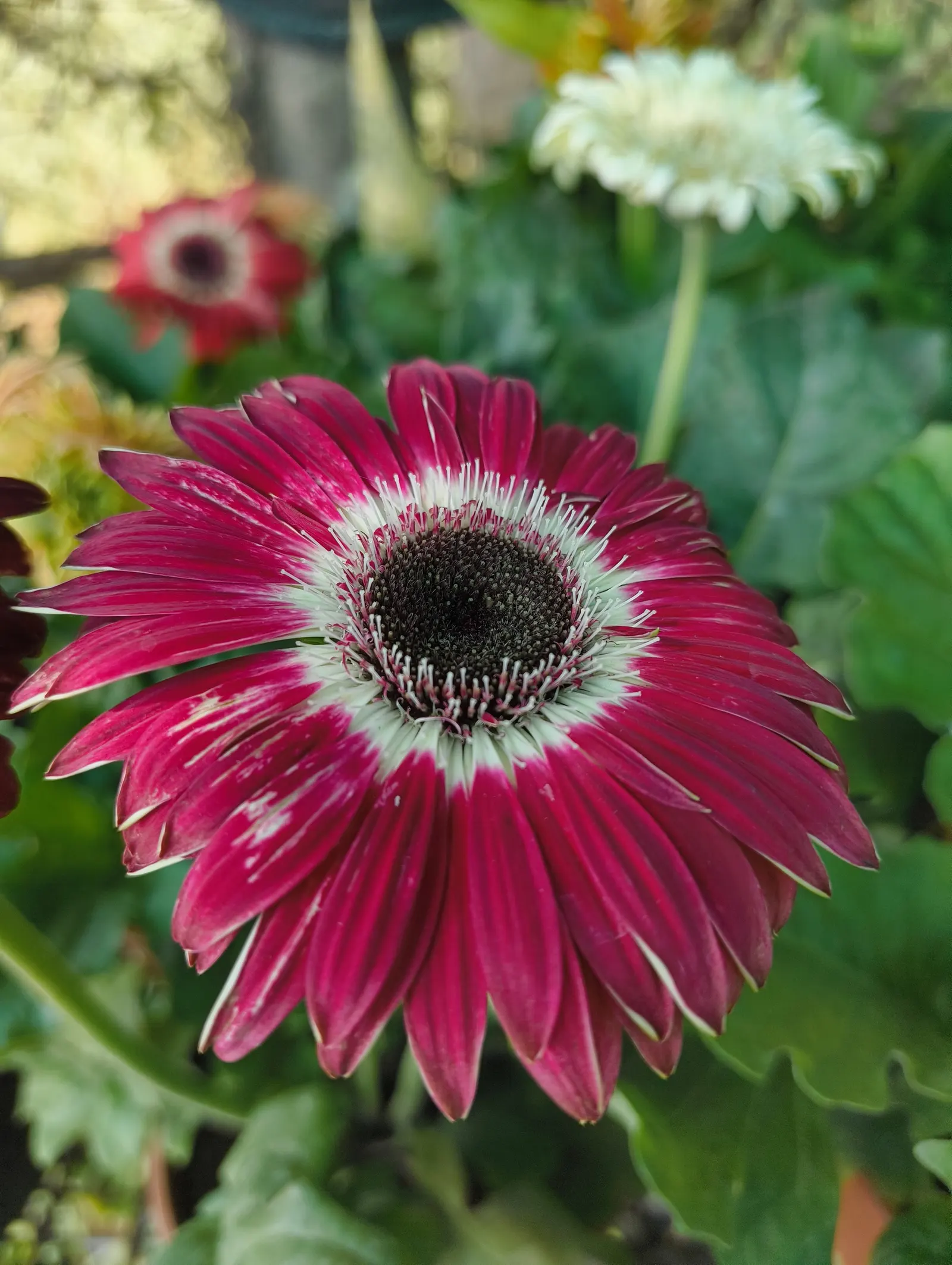 Gerbera,Transvaal Daisy (Gerbera Jamesonii) — commonly known as the Transvaal Daisy; this perennial favours full sun and well-drained soil, image 41