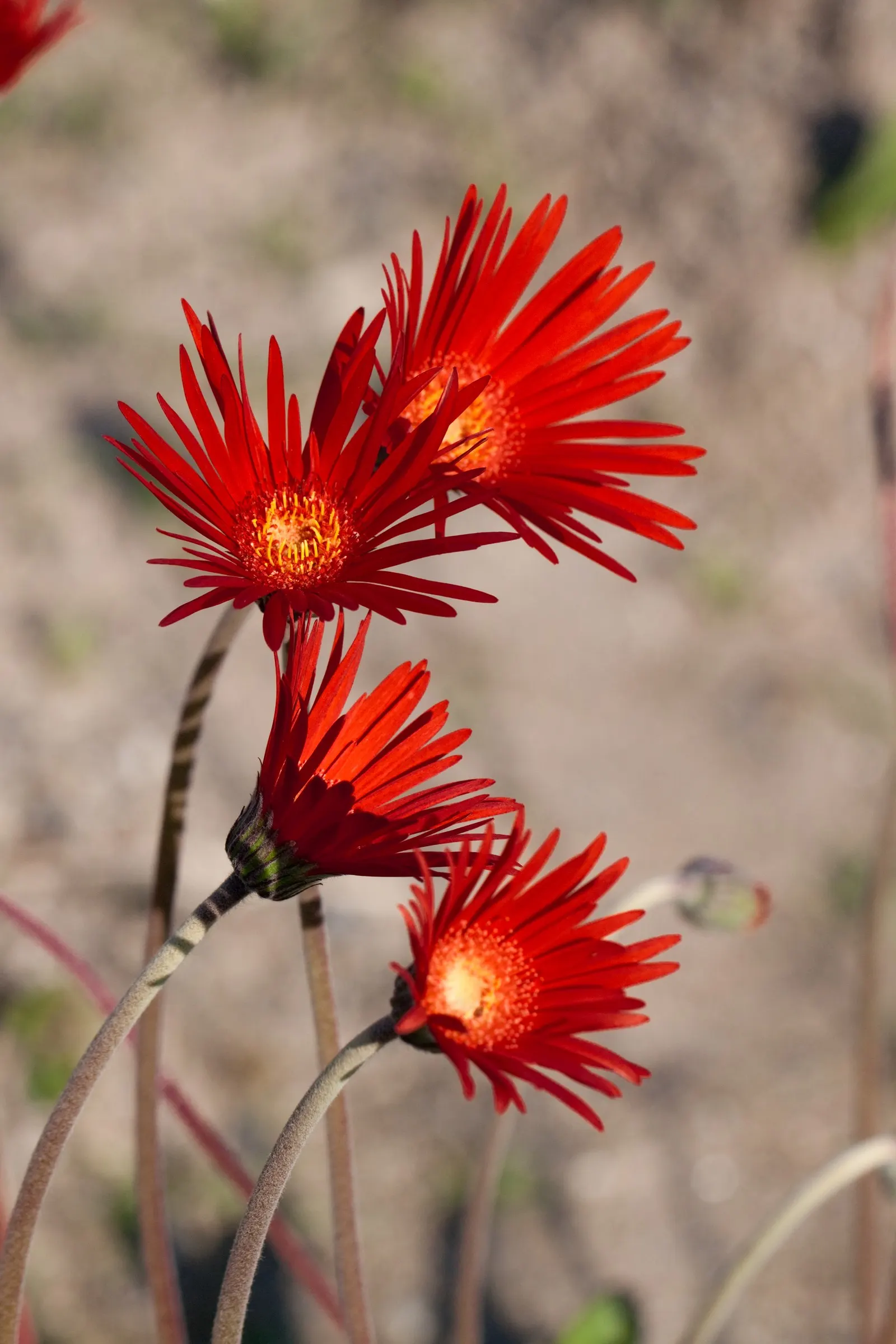 Gerbera,Transvaal Daisy (Gerbera Jamesonii) — red flowers in the garden; it features an array of color options, from white to deep red