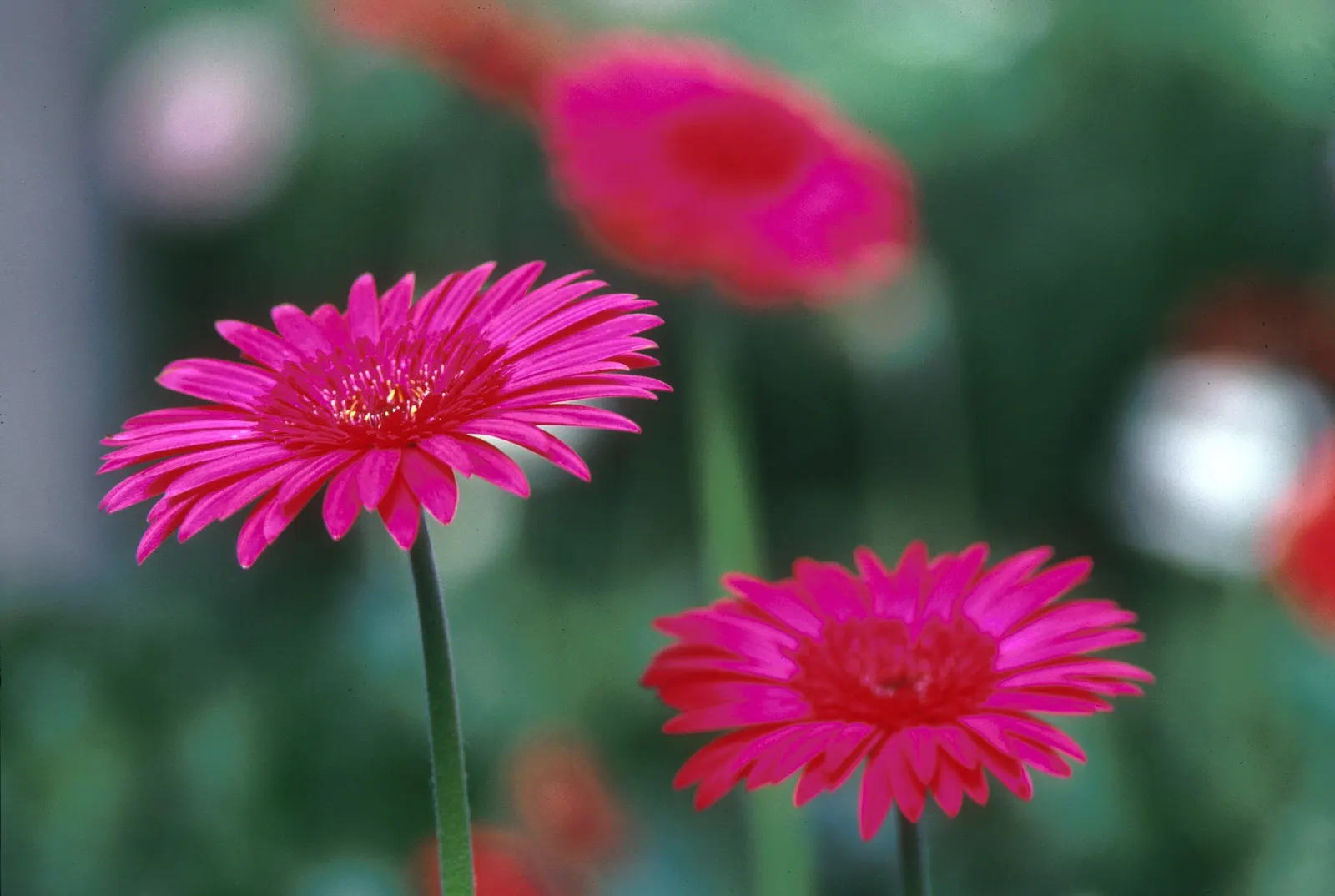 Gerbera,Transvaal Daisy (Gerbera Jamesonii) — showy blooms and impressive color range; commonly known as the Transvaal Daisy or Gerbera Daisy, image 47