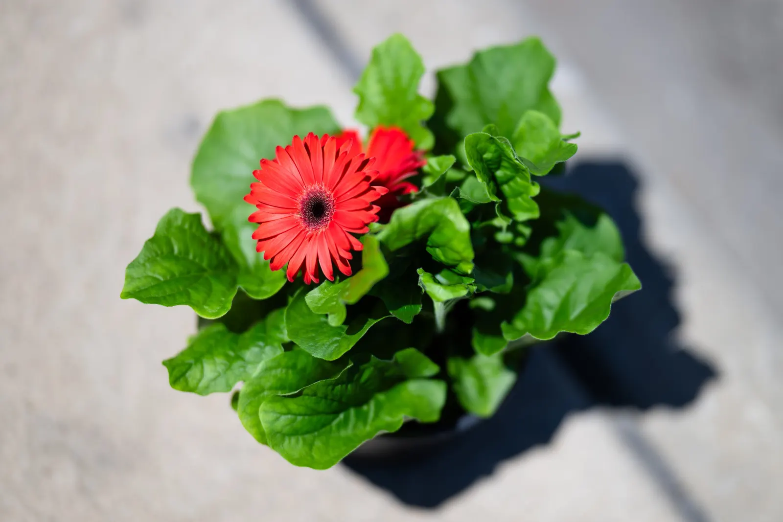 Gerbera,Transvaal Daisy (Gerbera Jamesonii) — perennial with red blooms; finding its way into diverse garden designs, image 59