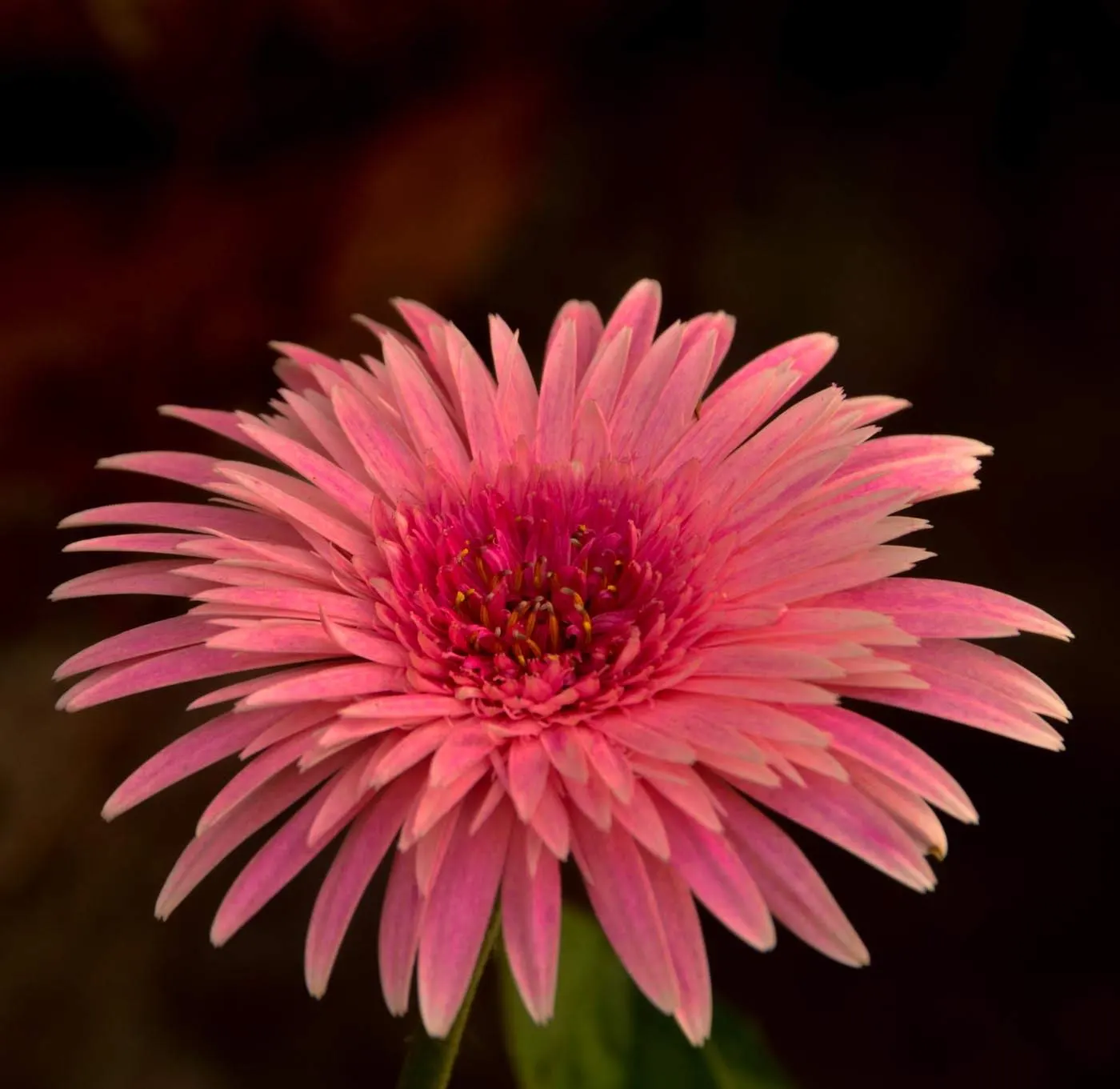 Gerbera,Transvaal Daisy (Gerbera Jamesonii) — the Gerbera lends itself to striking borders; amending the soil with organic compost will increase fertility and
