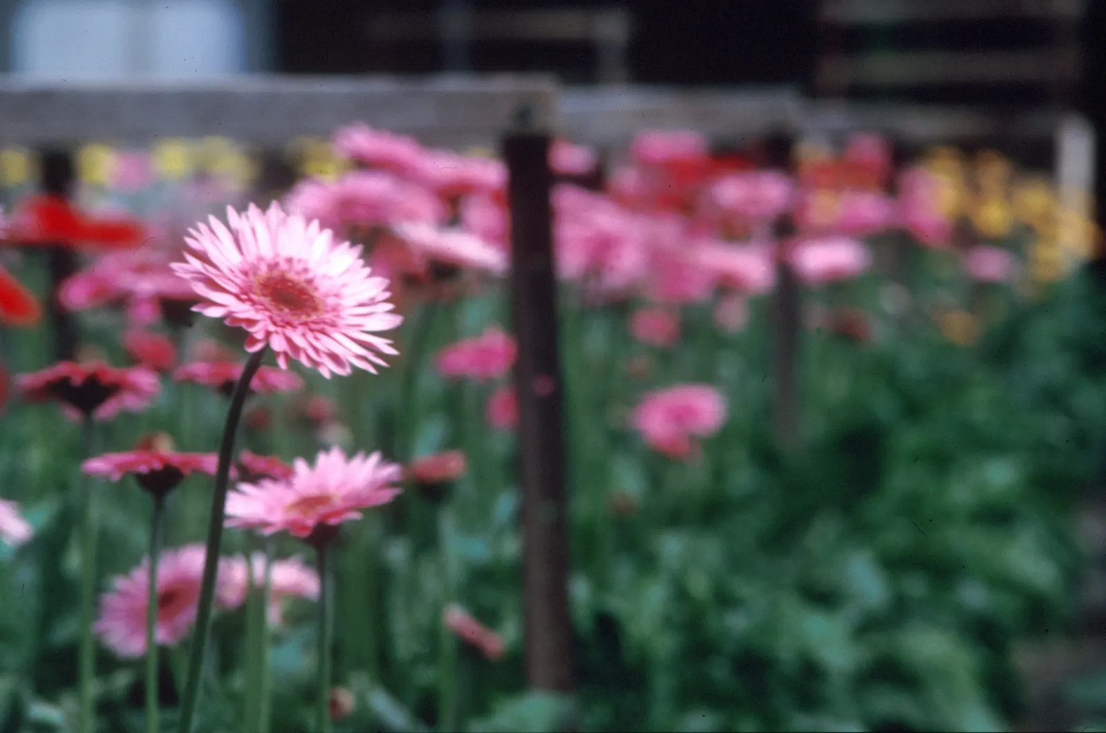 Gerbera,Transvaal Daisy (Gerbera Jamesonii) — commonly known as the Transvaal Daisy or Gerbera Daisy