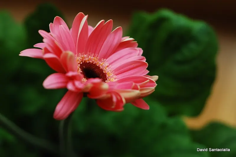 Gerbera,Transvaal Daisy (Gerbera Jamesonii) — commonly known as the Transvaal Daisy; this perennial favours full sun and well-drained soil, image 61
