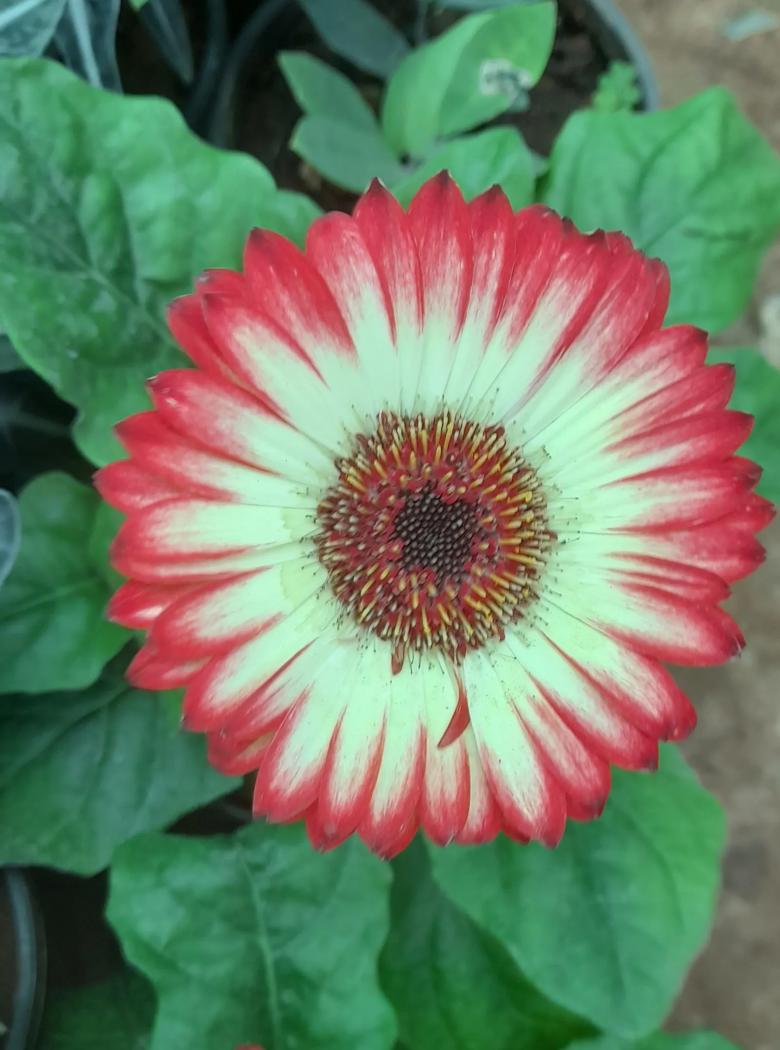 Gerbera,Transvaal Daisy (Gerbera Jamesonii) — red flowers in the garden; it features an array of color options, from white to deep red, image 58