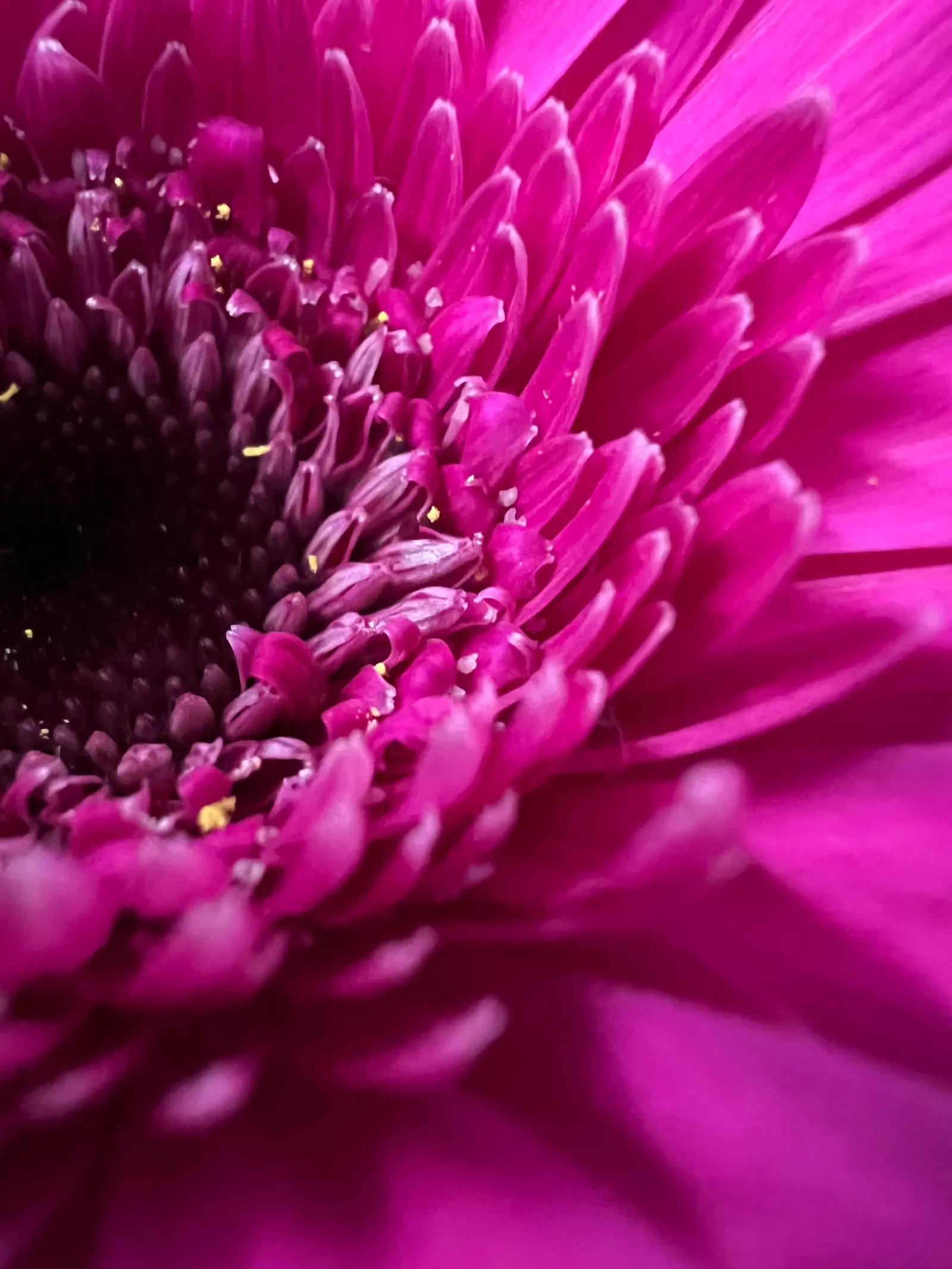 Gerbera,Transvaal Daisy (Gerbera Jamesonii) — and focal points within garden beds; commonly known as the Transvaal Daisy