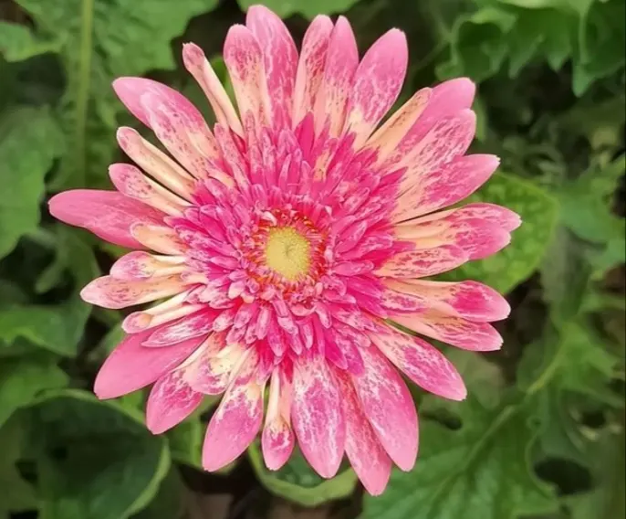 Gerbera,Transvaal Daisy (Gerbera Jamesonii) — perennial with red blooms