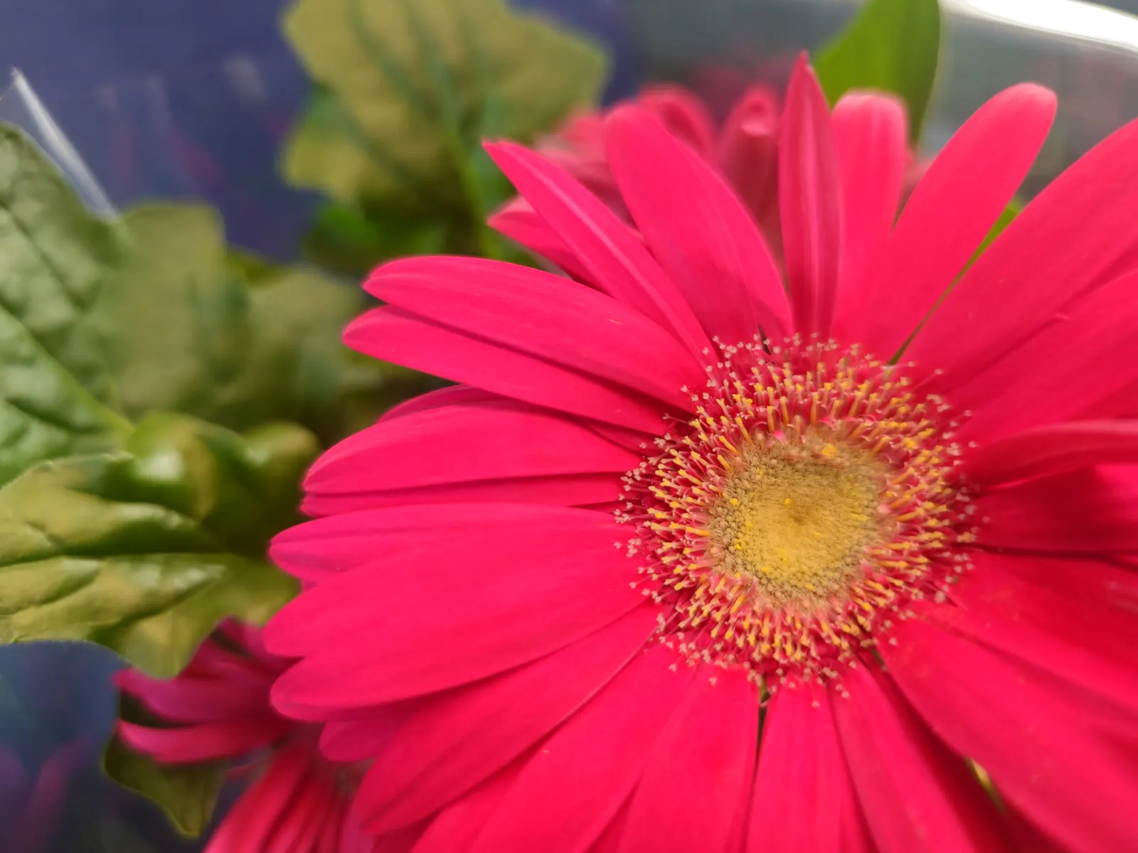 Gerbera,Transvaal Daisy (Gerbera Jamesonii) — It features an array of color options, from white to deep red; red flowers in the garden