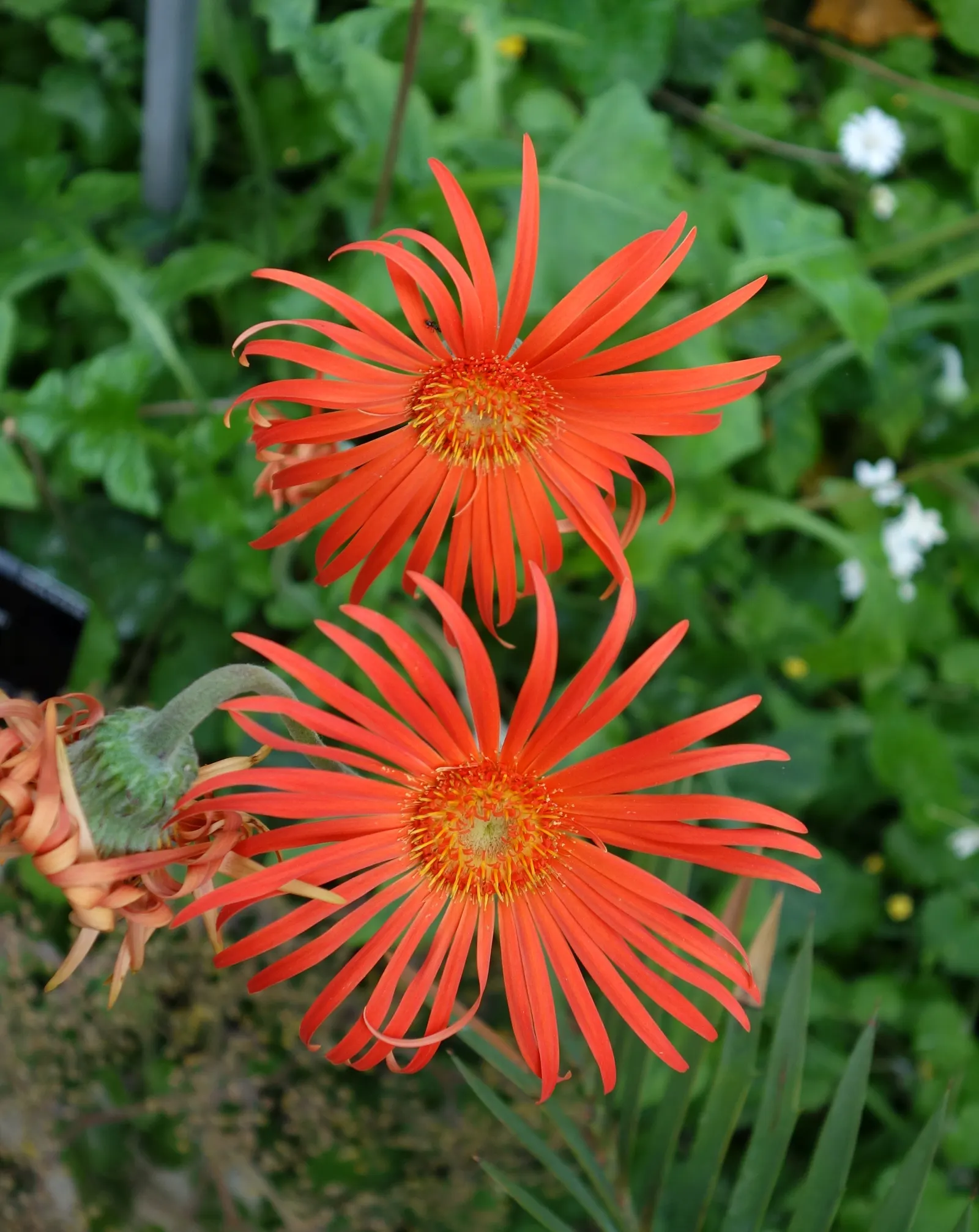 Gerbera,Transvaal Daisy (Gerbera Jamesonii) — This perennial favours full sun and well-drained soil, reaching heights of 10-18 inches with a similar spread