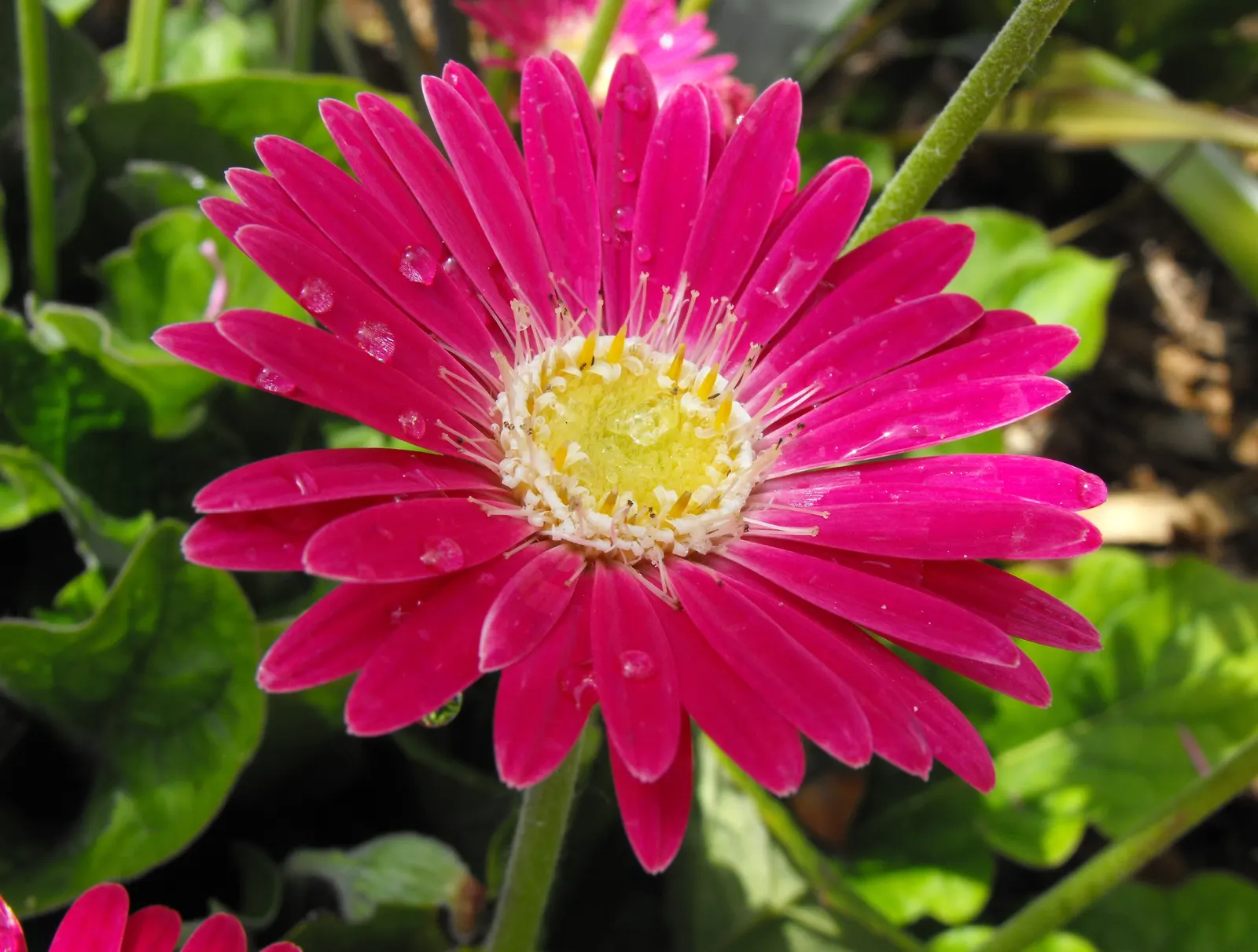 Gerbera,Transvaal Daisy (Gerbera Jamesonii) — showy blooms and impressive color range; commonly known as the Transvaal Daisy or Gerbera Daisy