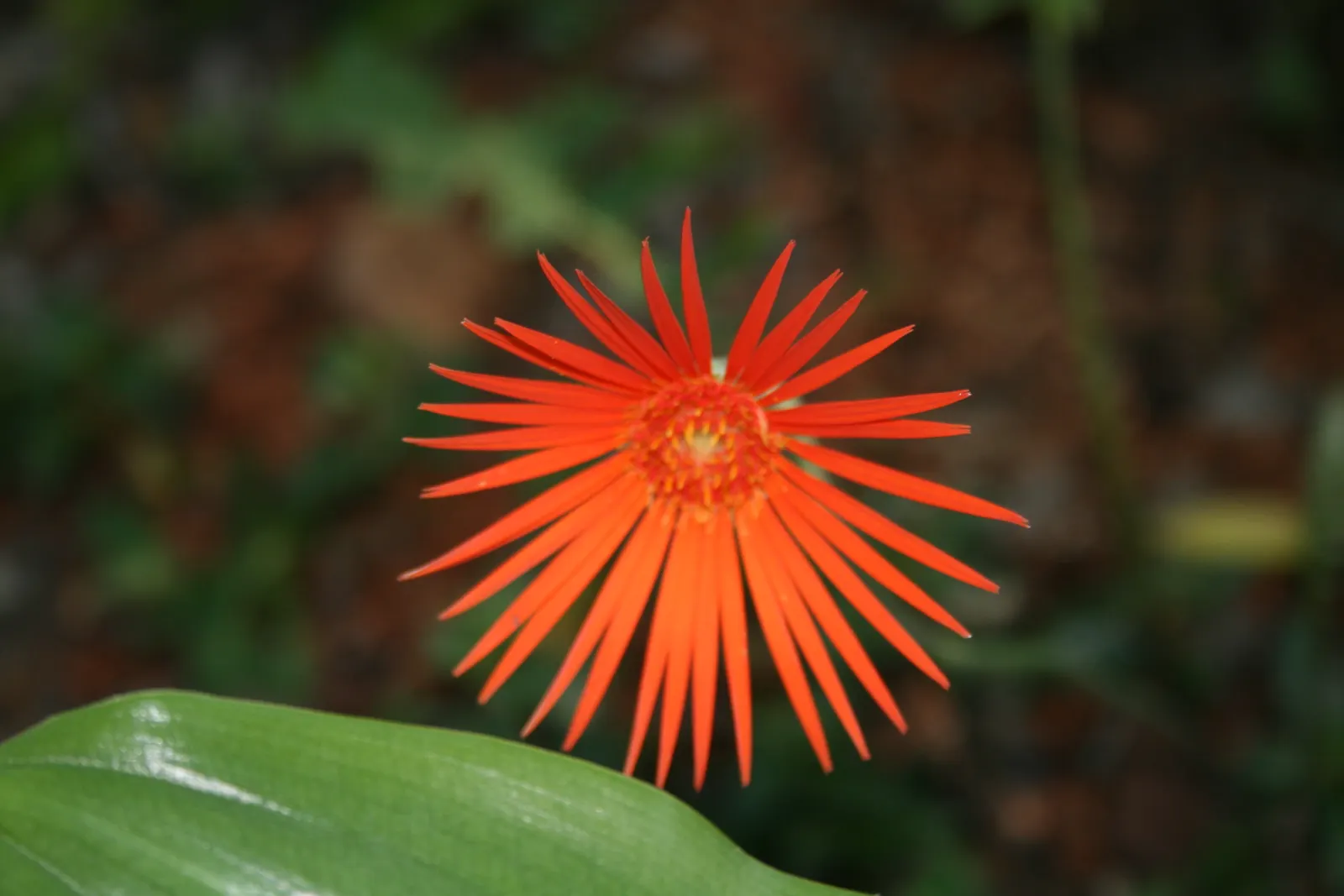 Gerbera,Transvaal Daisy (Gerbera Jamesonii) — and focal points within garden beds