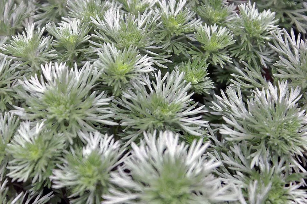 Silver Mound Artemisia (Artemisia Sch. 'Silver Mound') — Silver Mound Artemisia (Artemisia sch