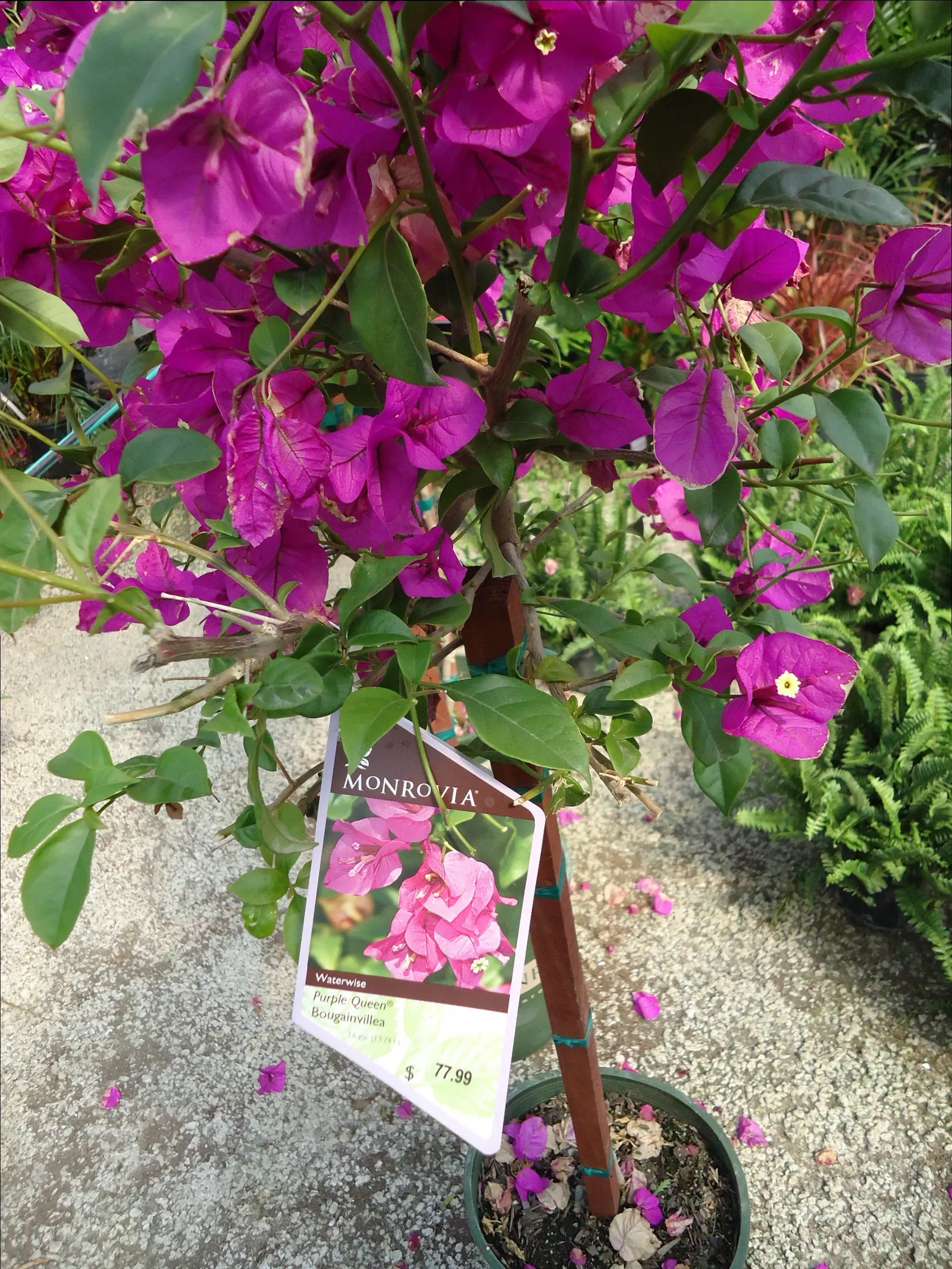 Purple Queen Bougainvillea (Bougainvillea 'Purple Queen') — The Bougainvillea 'Purple Queen' is an evergreen climber known for vibrant magenta-purple bracts