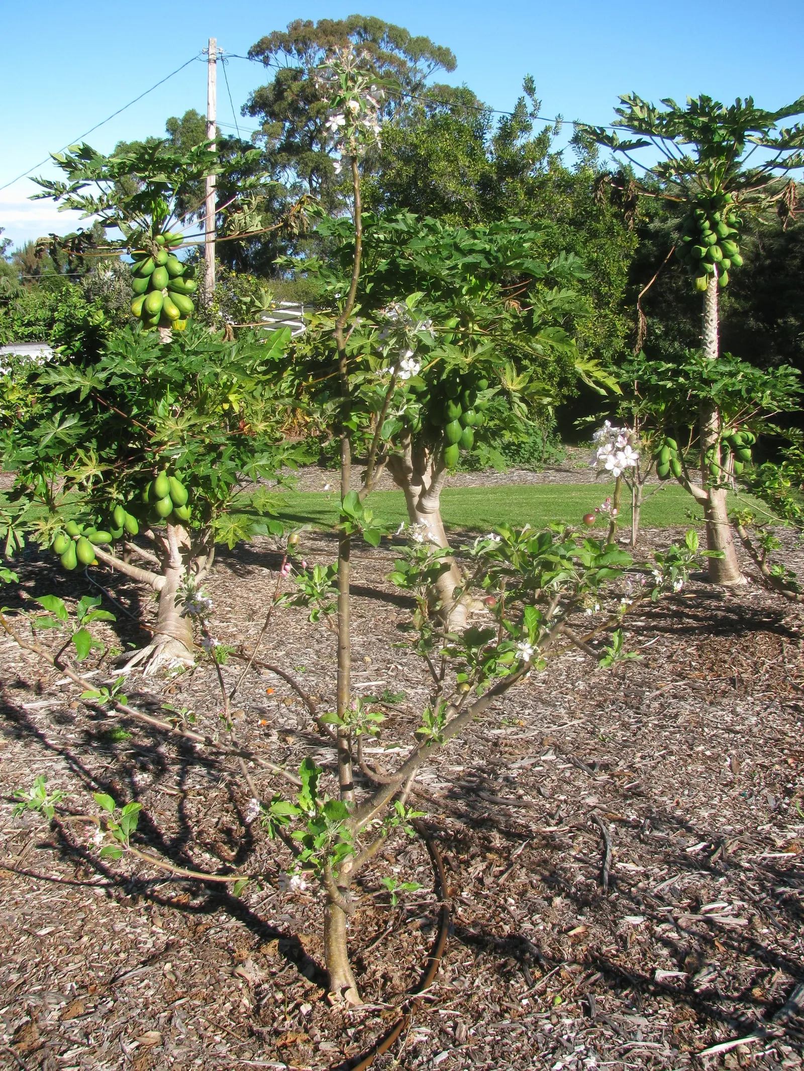 Dorset Golden Apple (Malus Pumila 'Dorsett Golden') — It requires 100-200 chill hours and performs well in warm climates