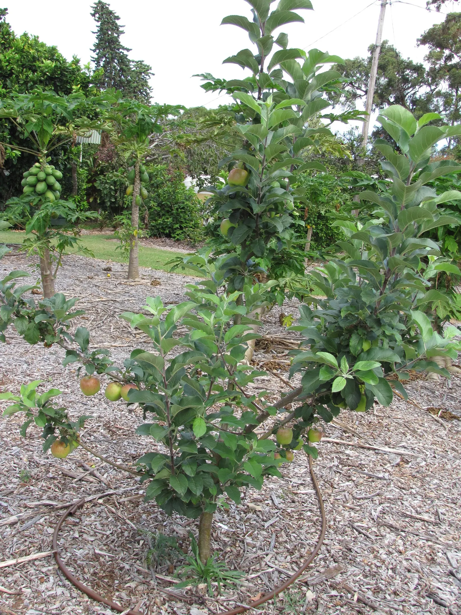 Dorset Golden Apple (Malus Pumila 'Dorsett Golden') — reaching about 10-15 ft in height