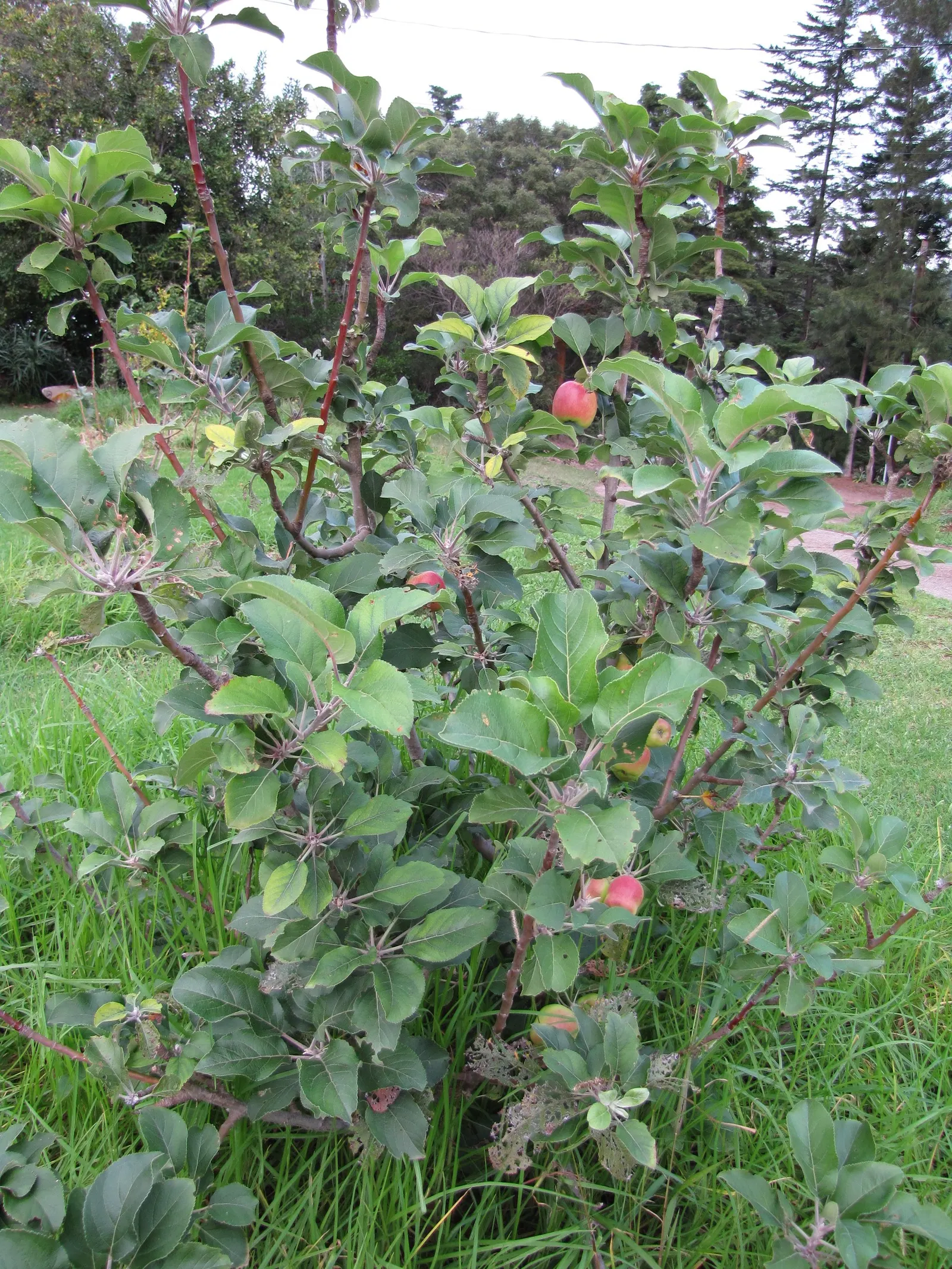 Dorset Golden Apple (Malus Pumila 'Dorsett Golden') — tree with pink and white blooms