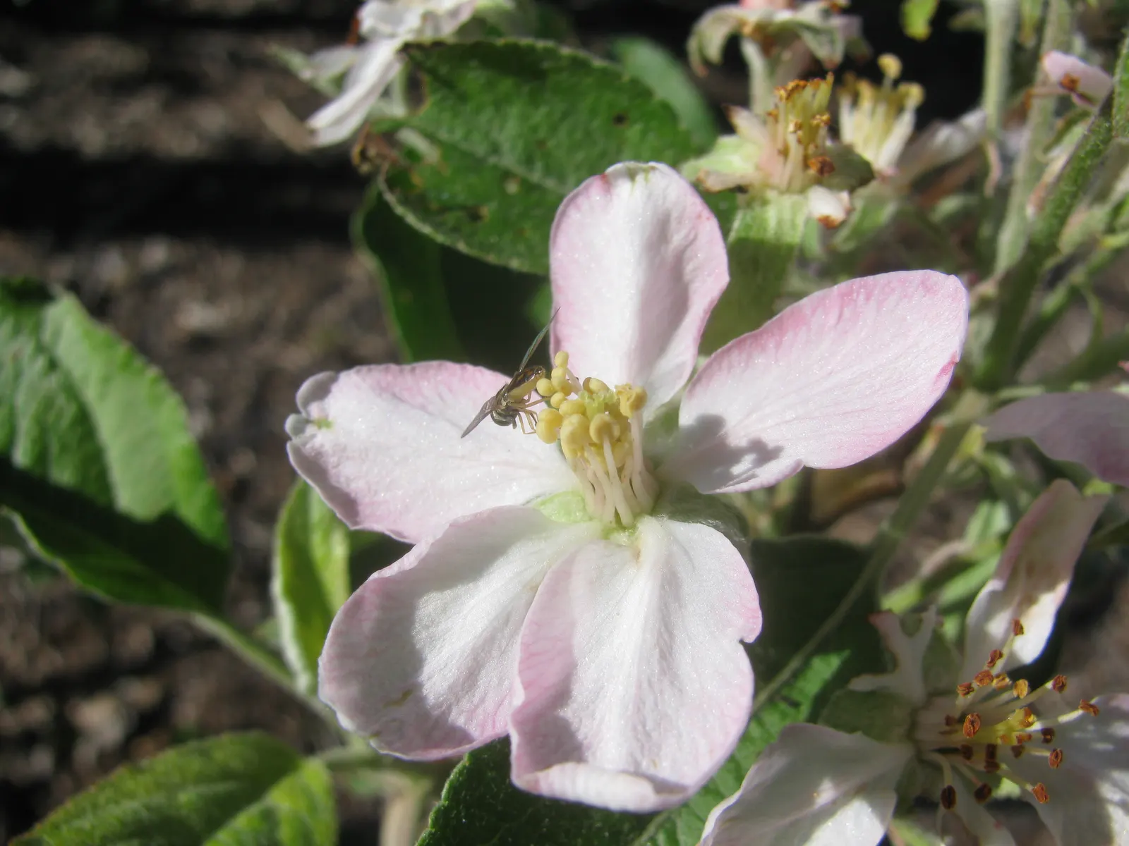 Dorset Golden Apple (Malus Pumila 'Dorsett Golden') — it is important to plant it in well-draining soil with full sun exposure to ensure its health and
