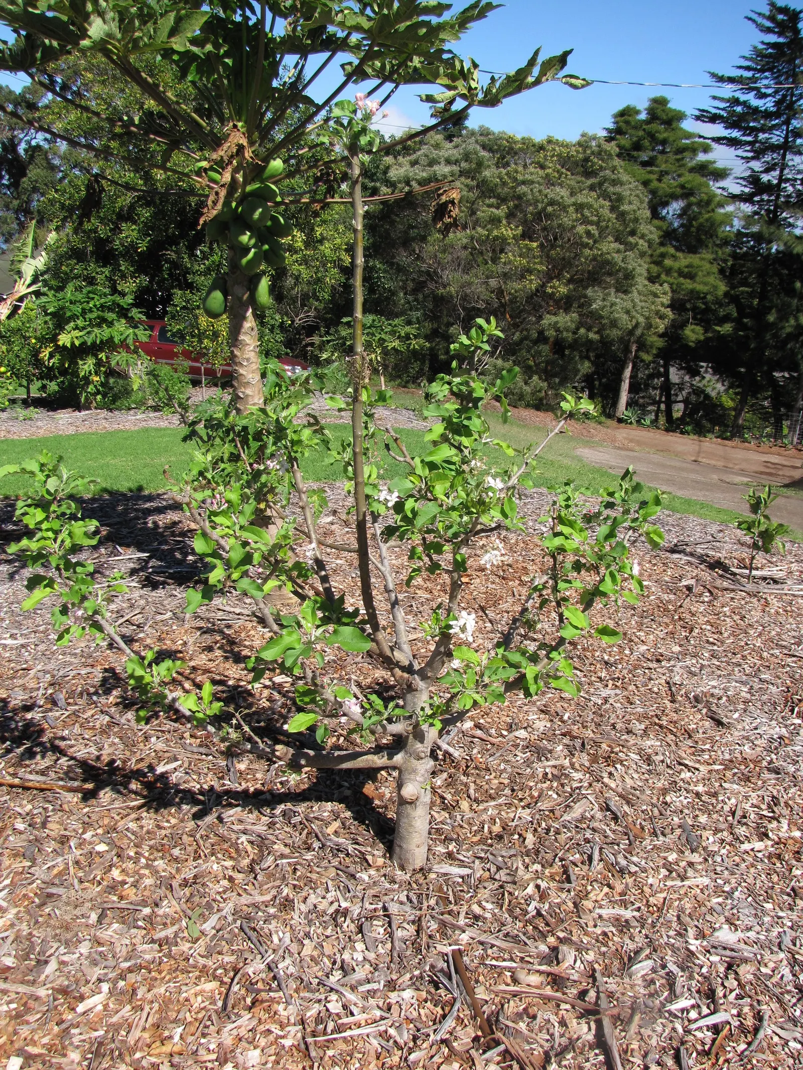 Dorset Golden Apple (Malus Pumila 'Dorsett Golden') — often used for cross-pollination with 'Anna' apples; commonly known as Dorset Golden Apple