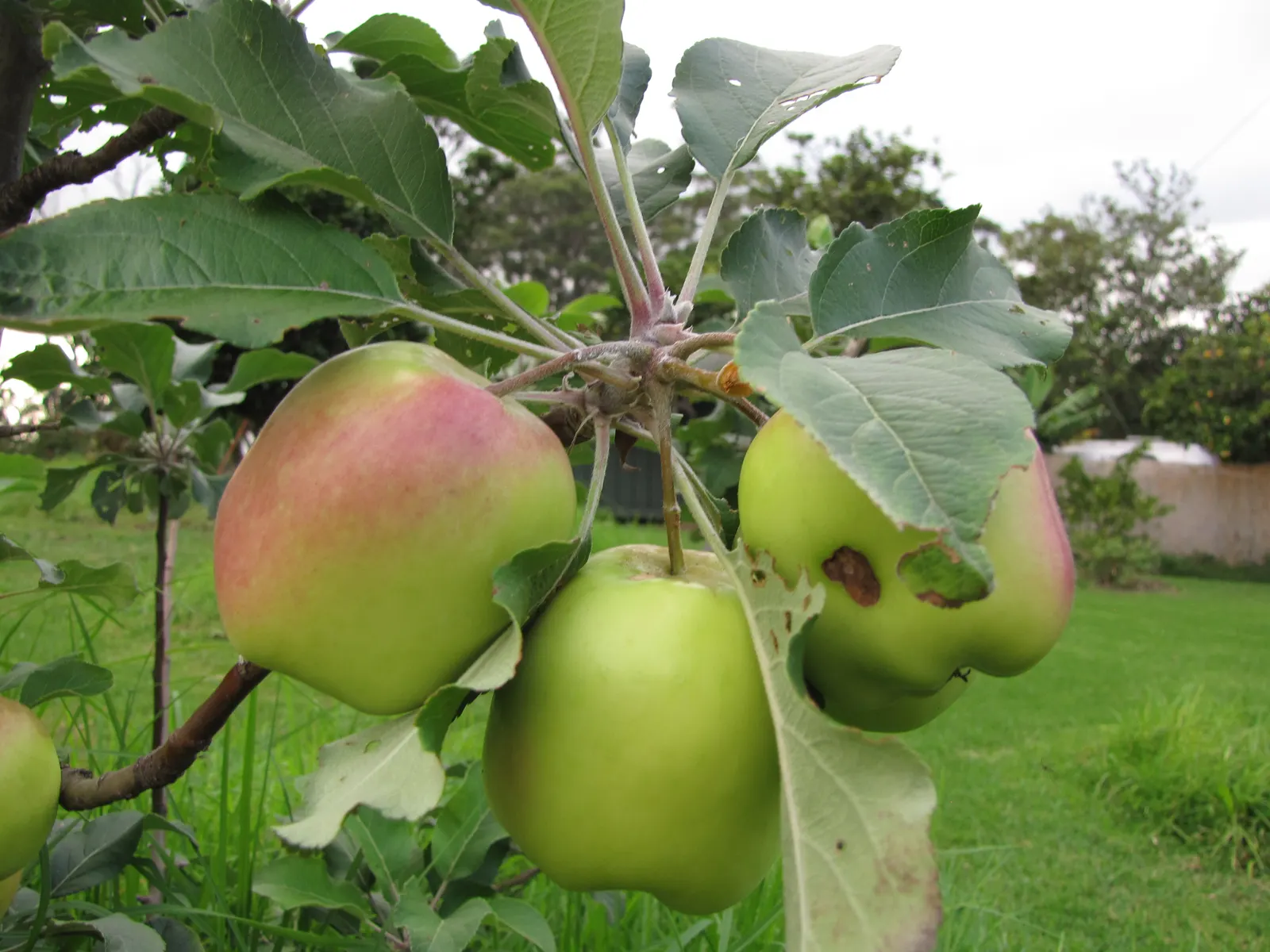 Dorset Golden Apple (Malus Pumila 'Dorsett Golden') — The 'Dorsett Golden' apple (Malus pumila) presents an early-bearing