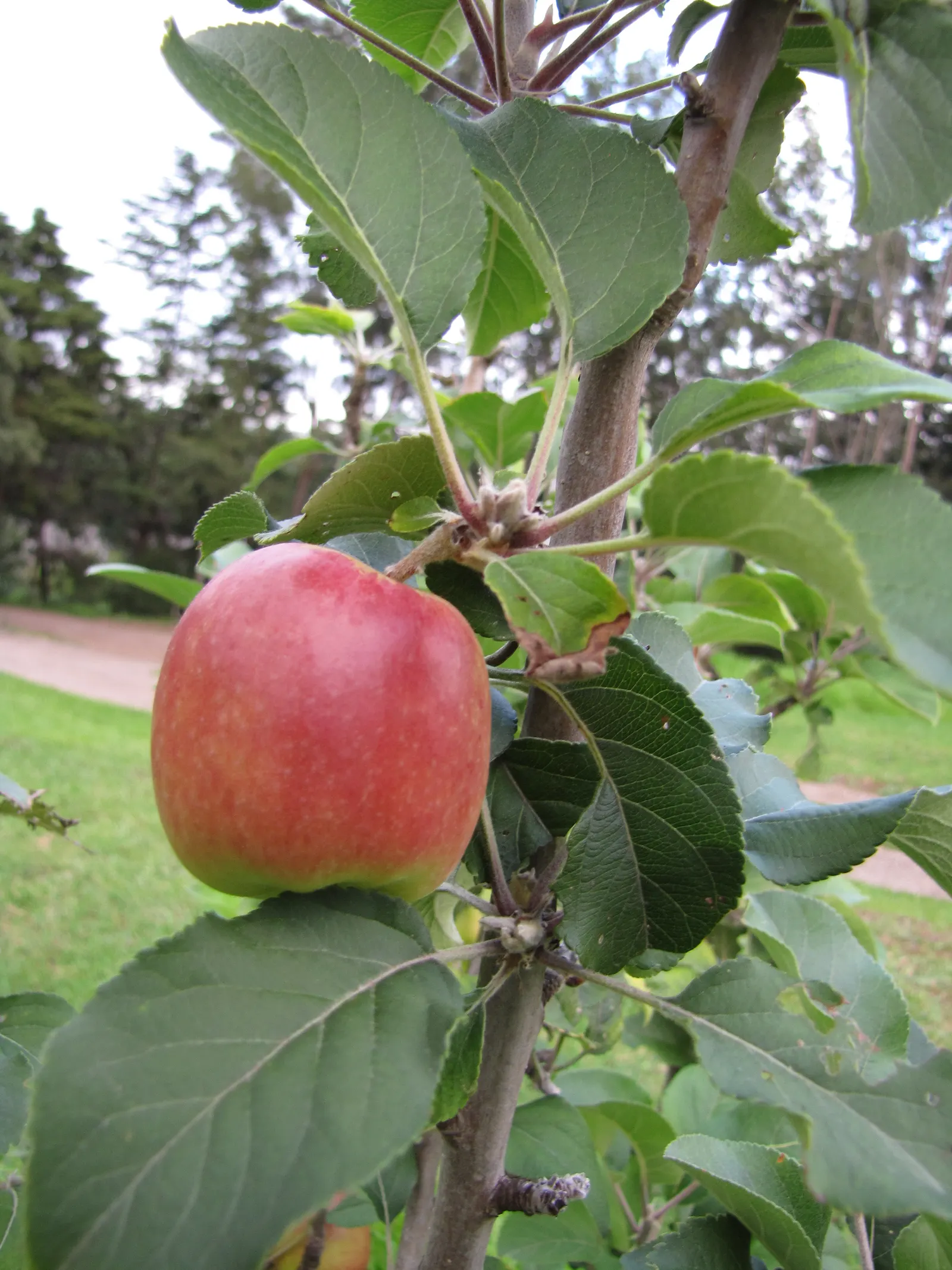 Dorset Golden Apple (Malus Pumila 'Dorsett Golden') — Maturing at a moderate height of typically 10 to 25 feet with a spread of around 10 to 20 feet; dorset