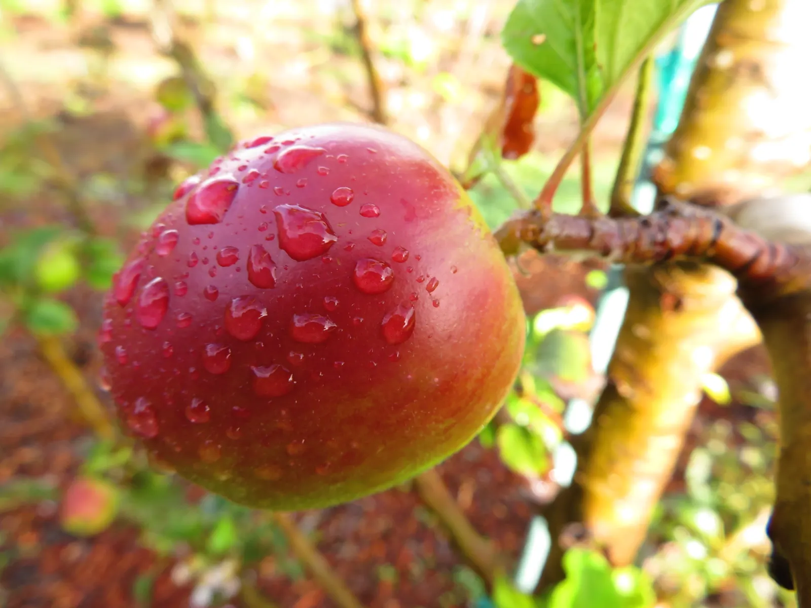 Dorset Golden Apple (Malus Pumila 'Dorsett Golden') — is a delightful and versatile fruit tree that serves both aesthetic and practical purposes in landscape