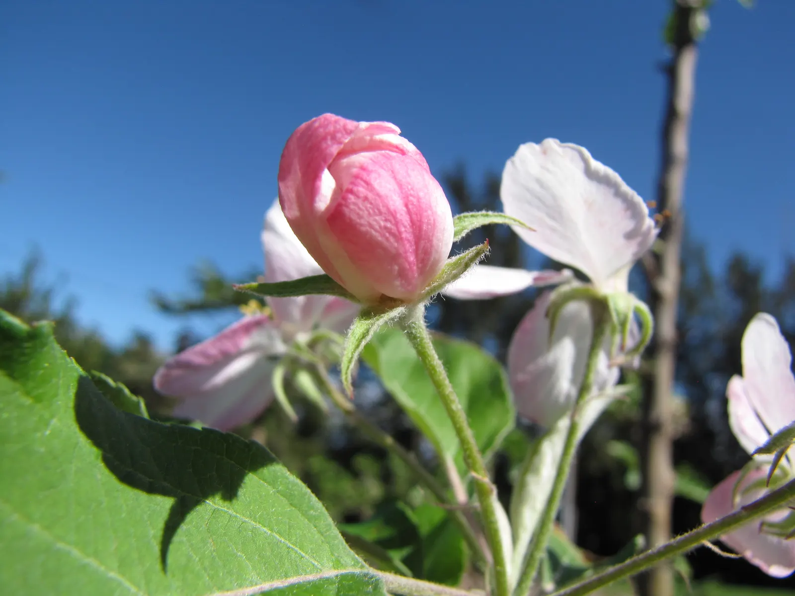 Dorset Golden Apple (Malus Pumila 'Dorsett Golden') — tree for full